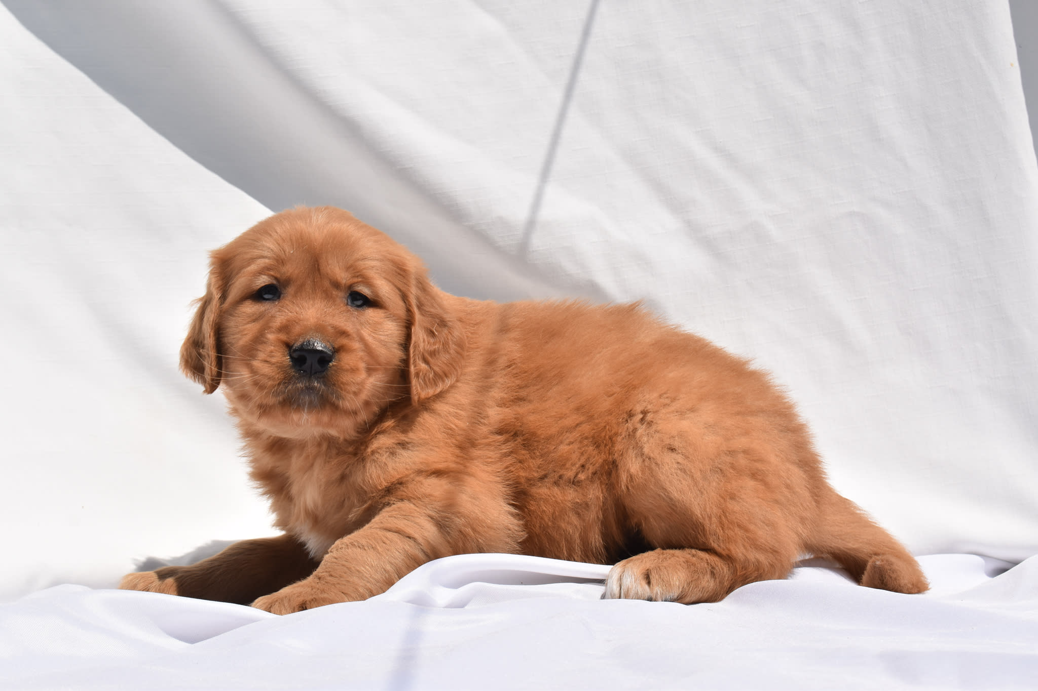 Golden Retriever puppy