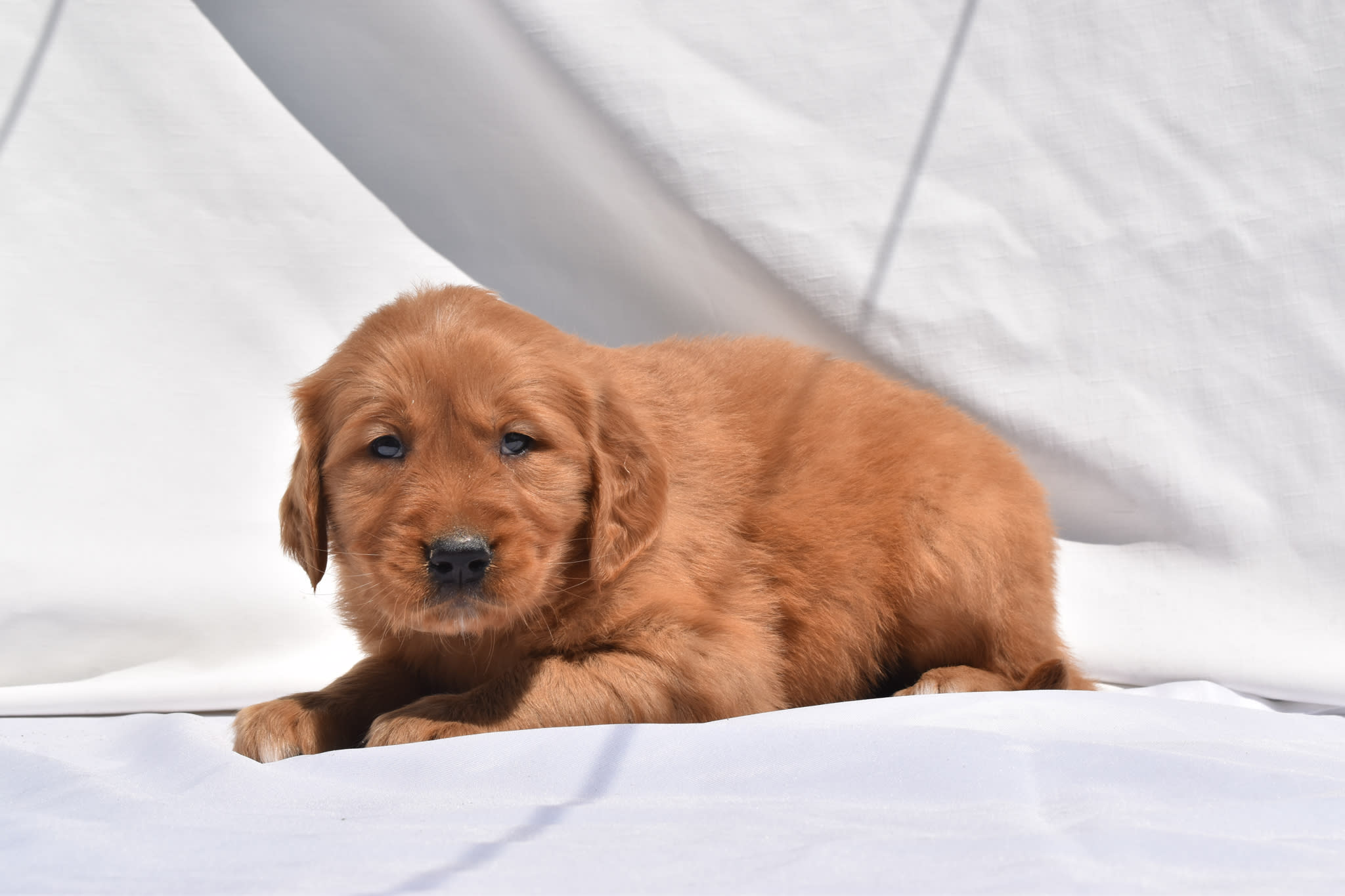Golden Retriever puppy