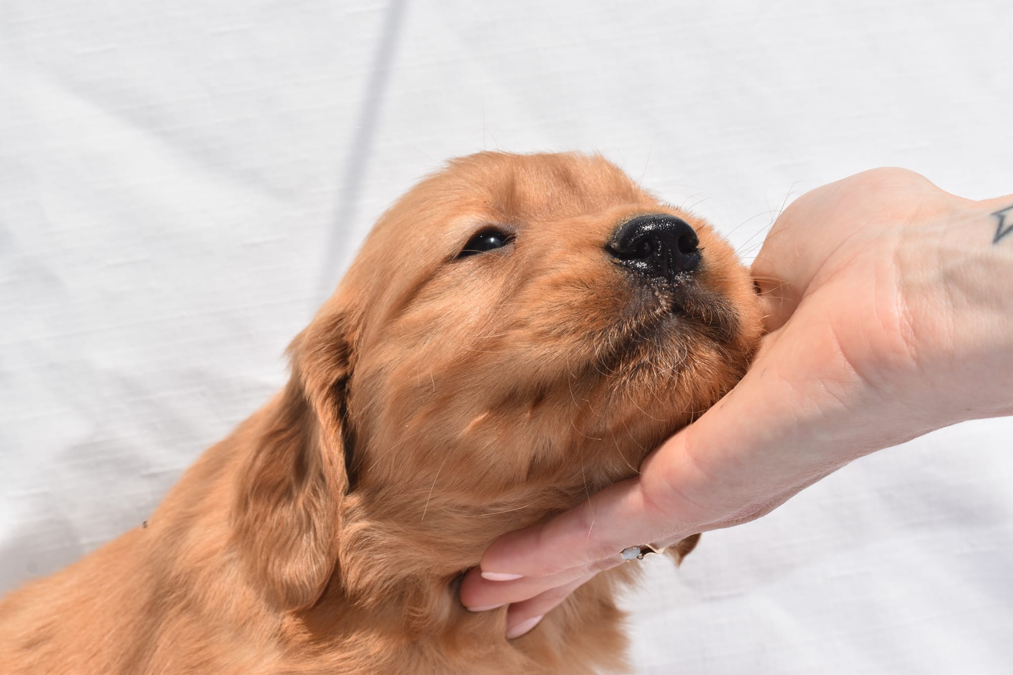 Golden Retriever puppy