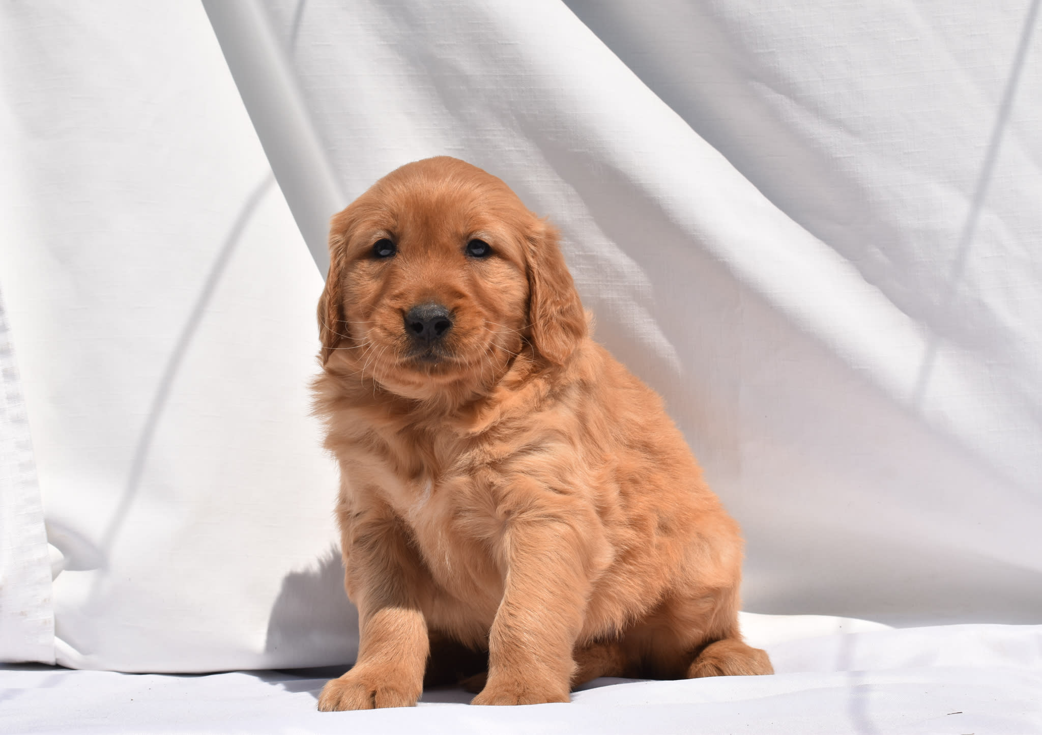 Golden Retriever puppy