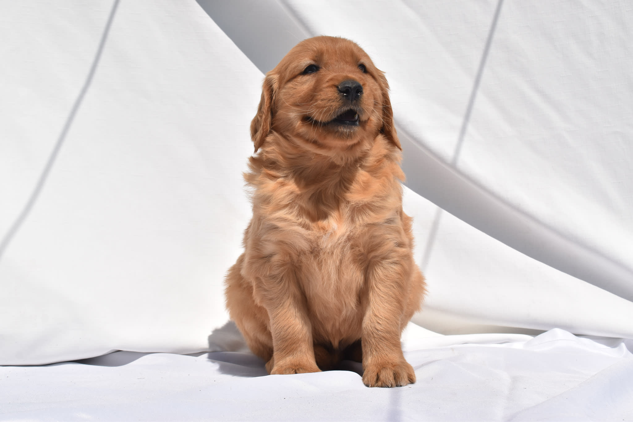 Golden Retriever puppy