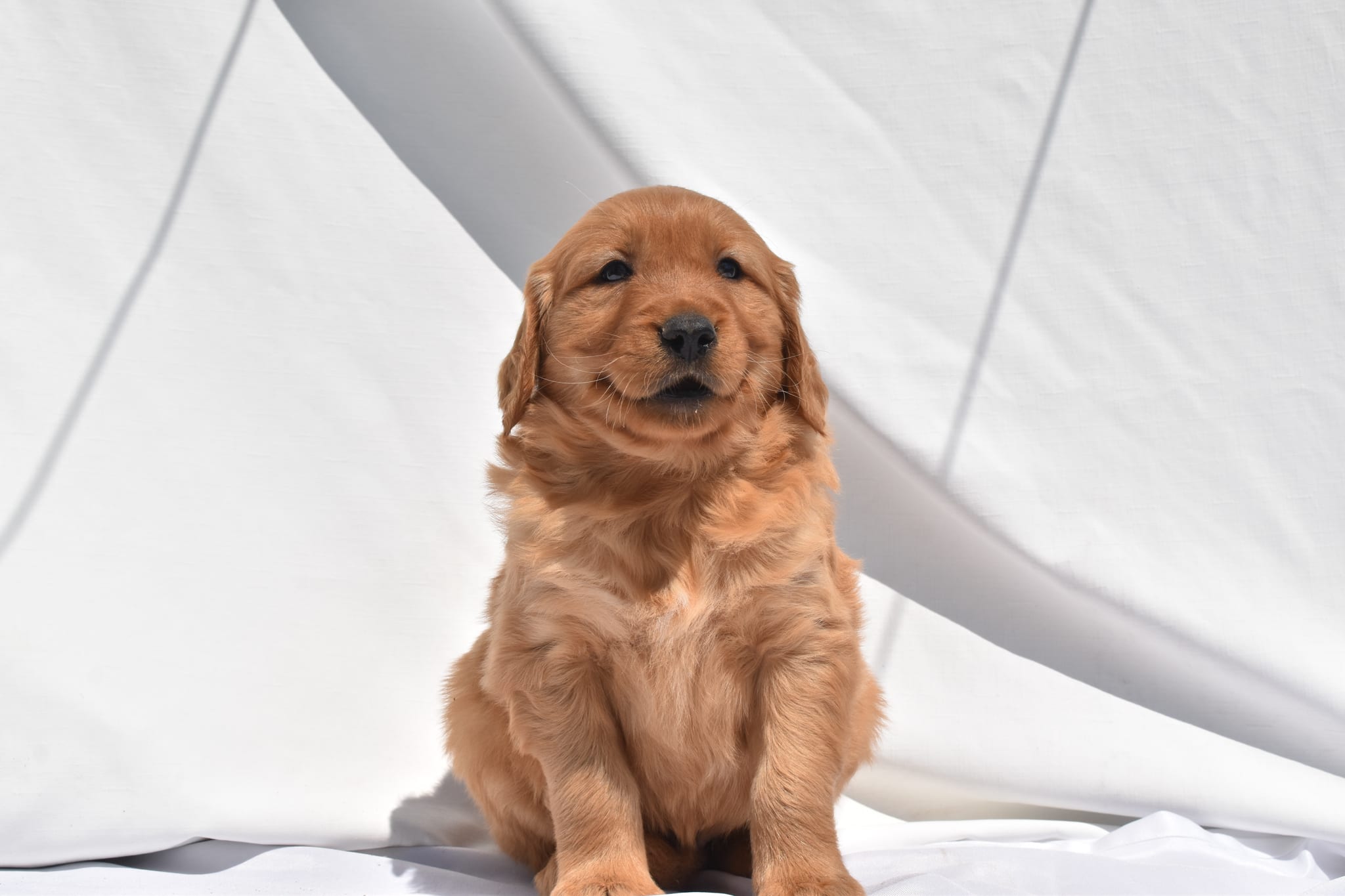 Golden Retriever puppy