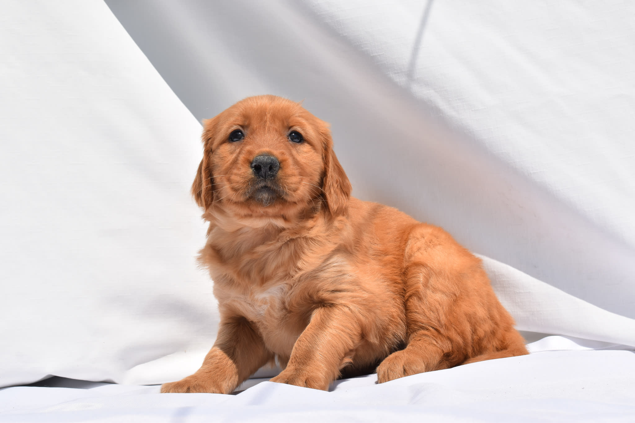 Golden Retriever puppy