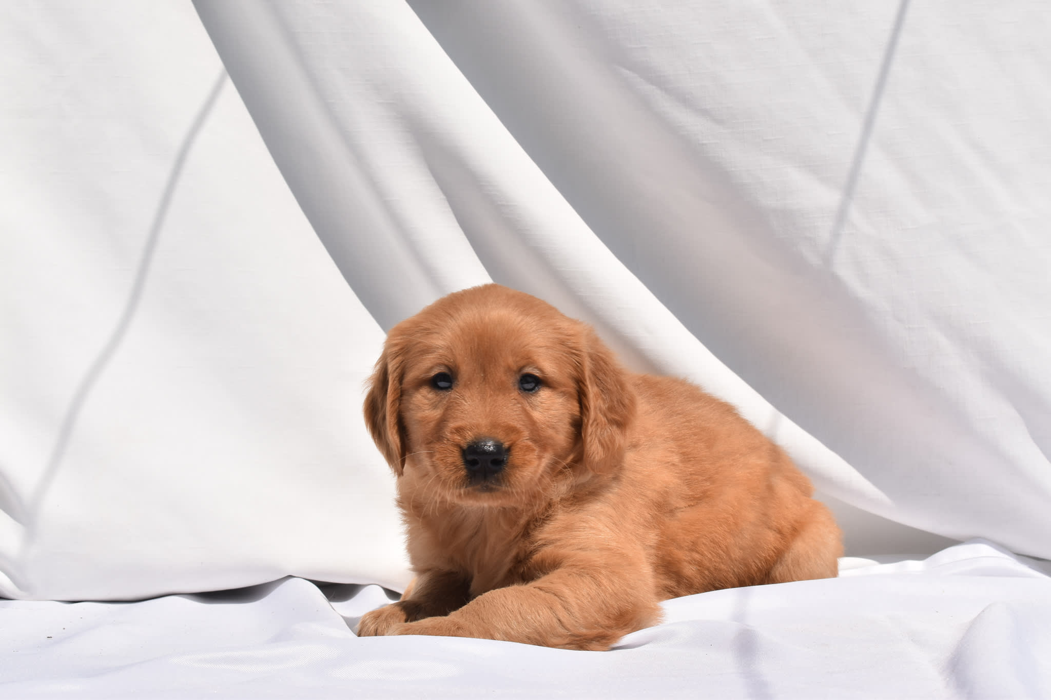 Golden Retriever puppy