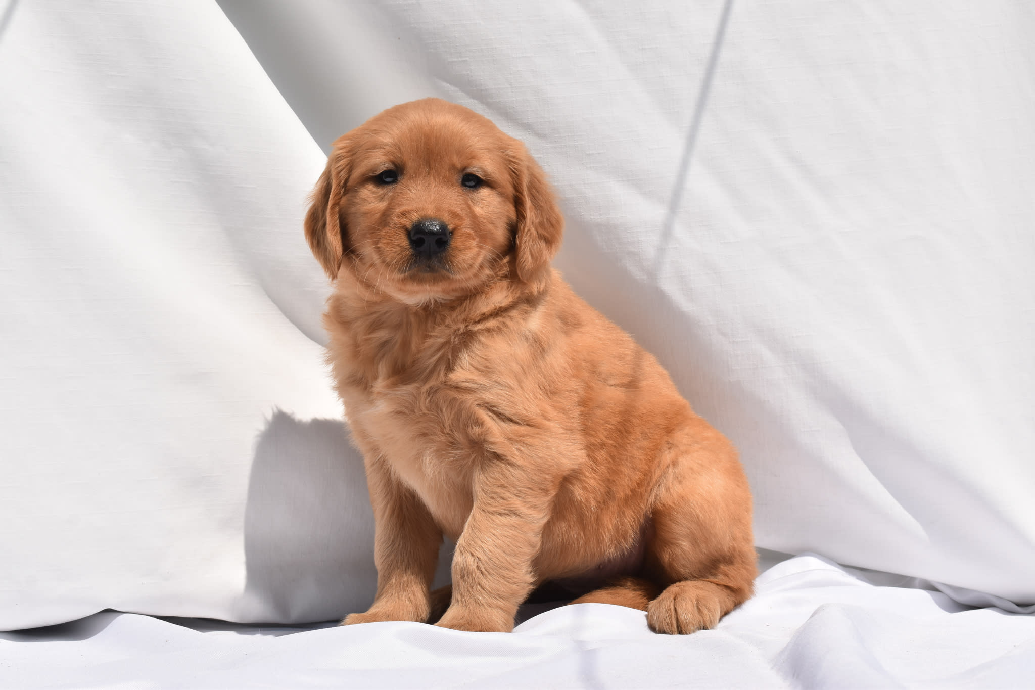 Golden Retriever puppy