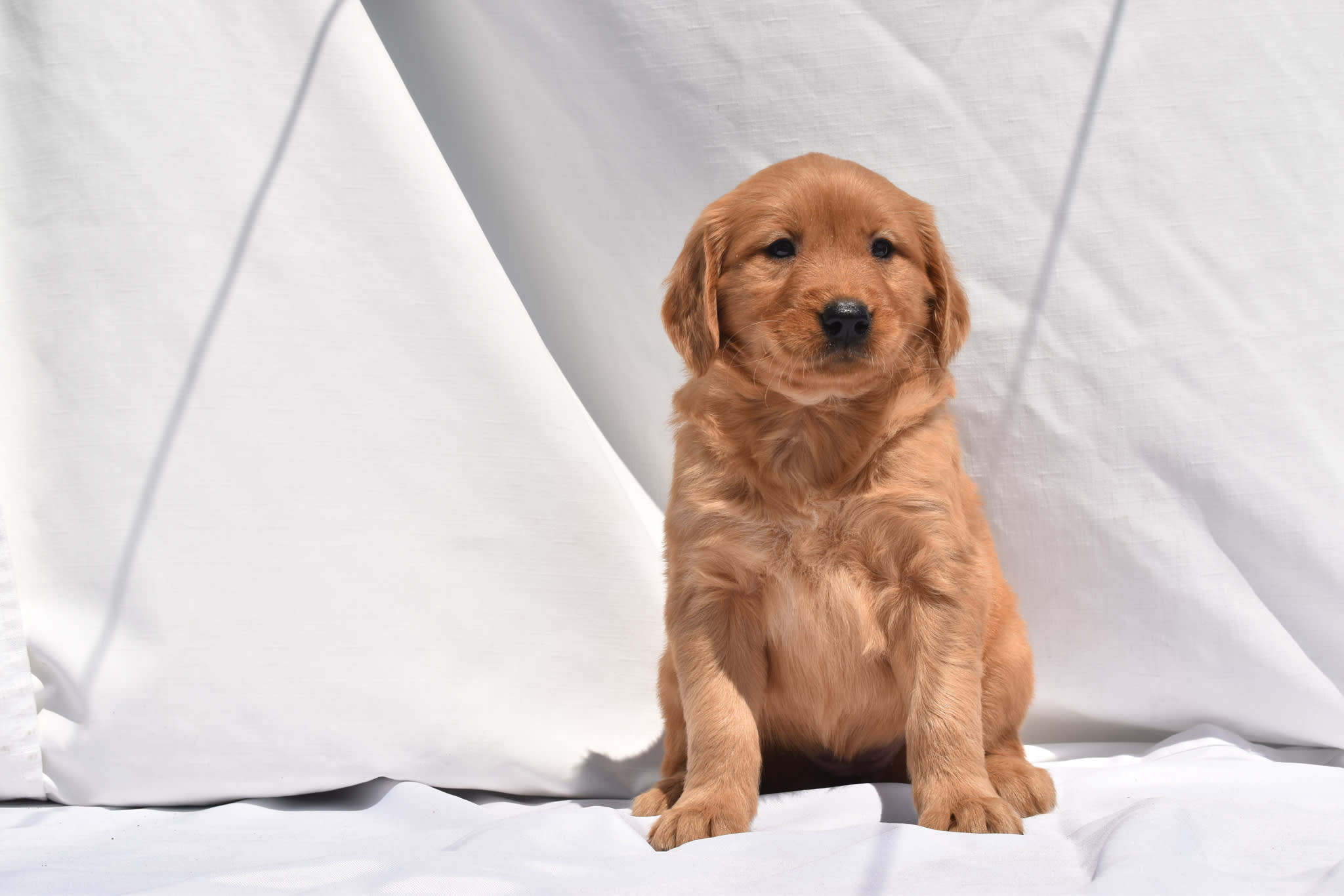 Golden Retriever puppy
