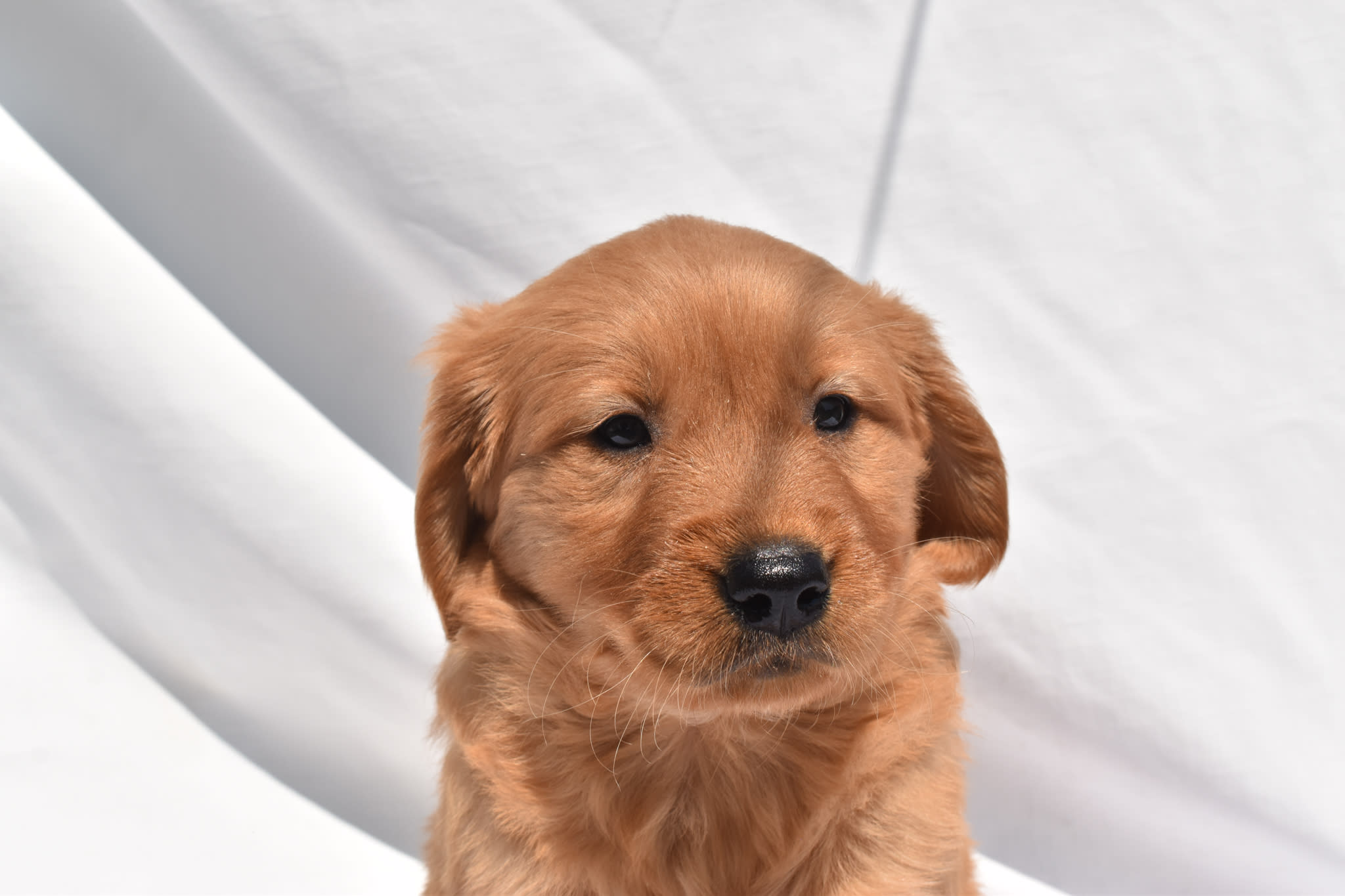 Golden Retriever puppy