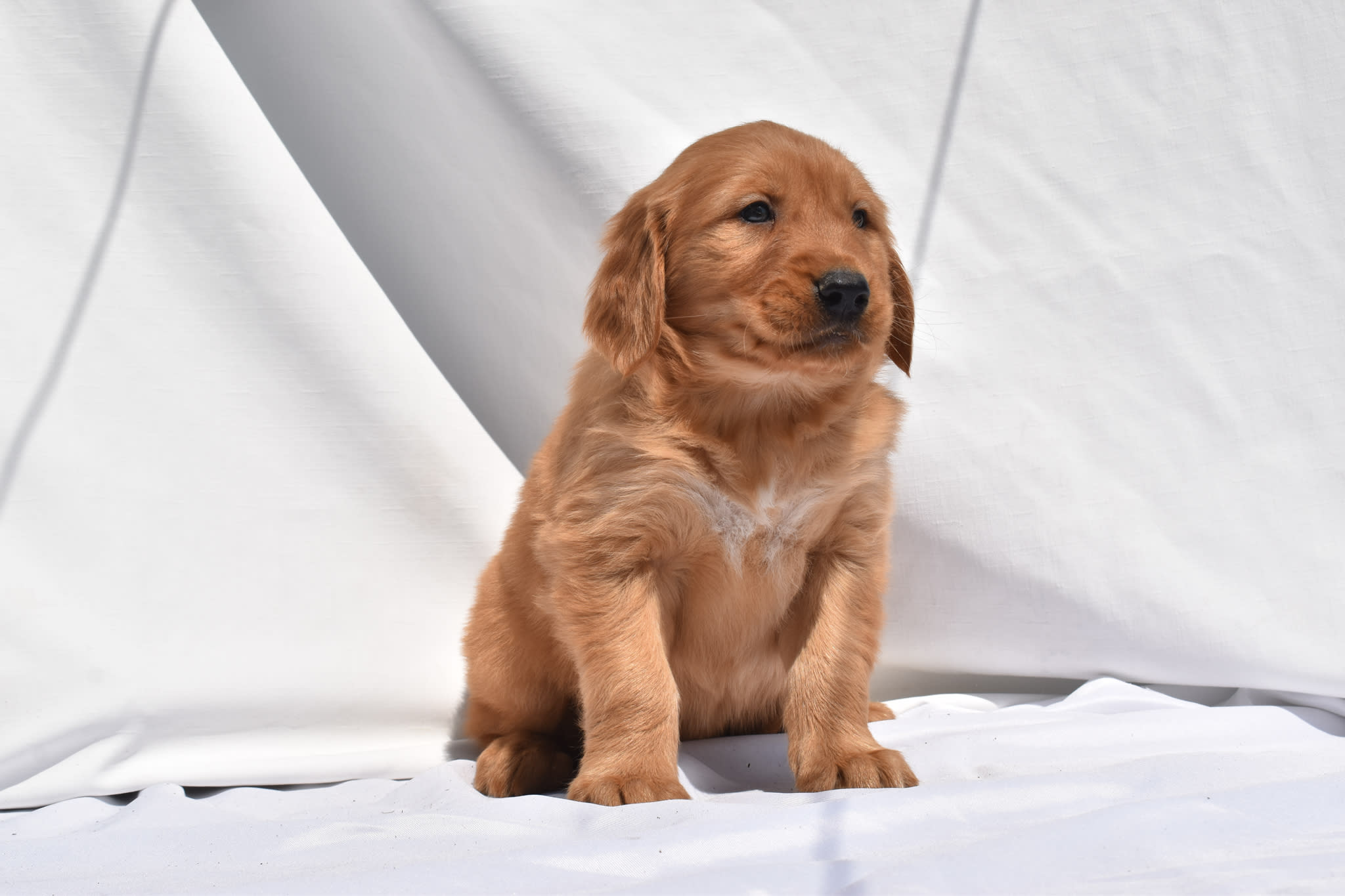 Golden Retriever puppy