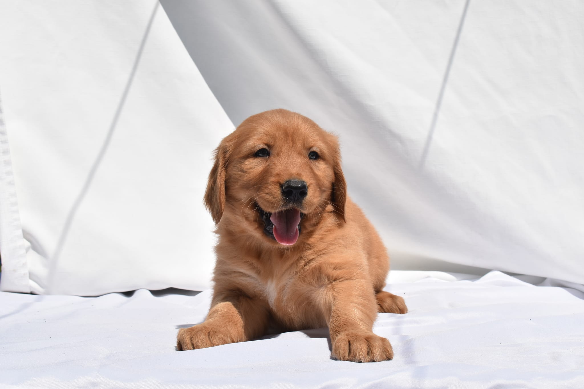 Golden Retriever puppy