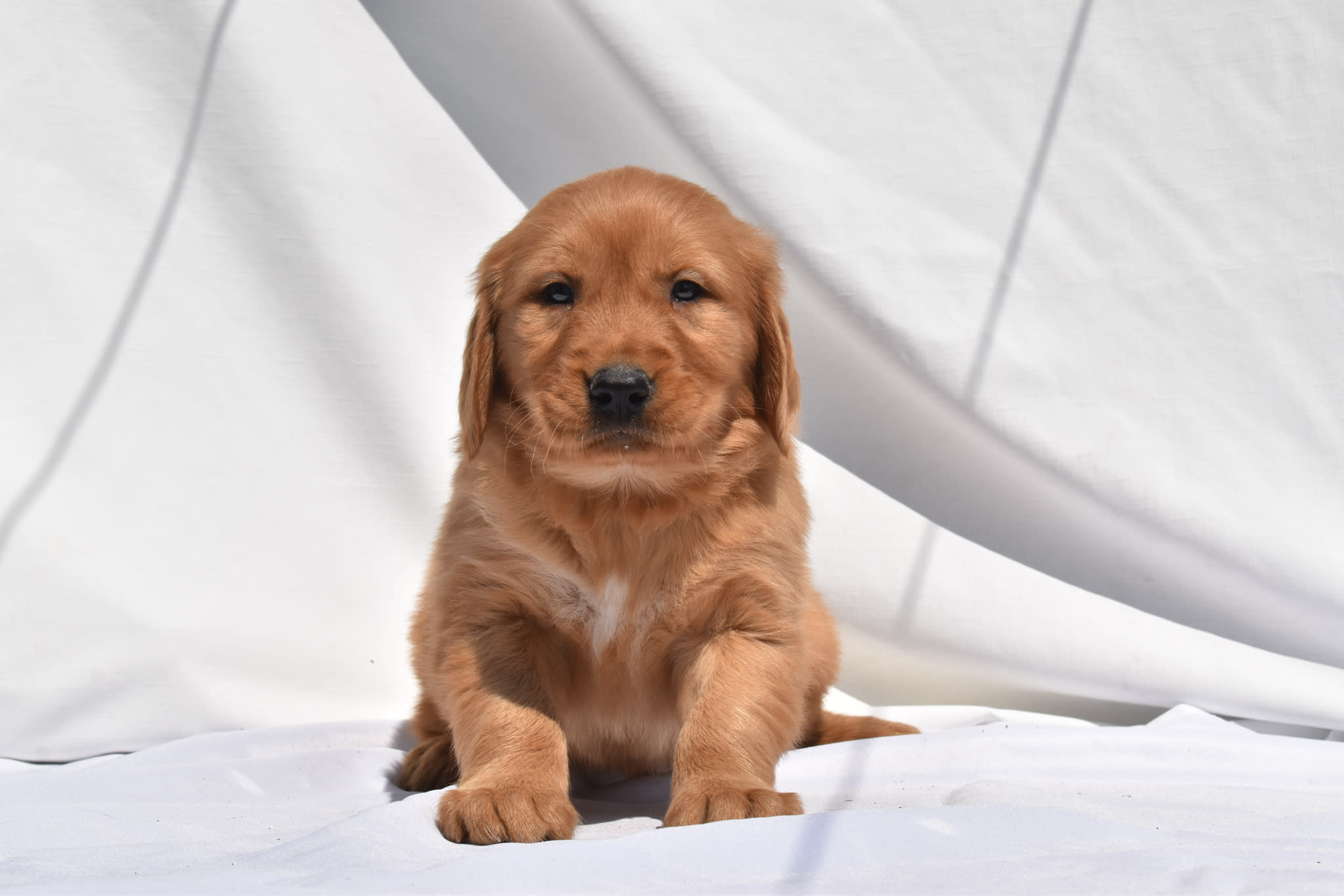 Golden Retriever puppy