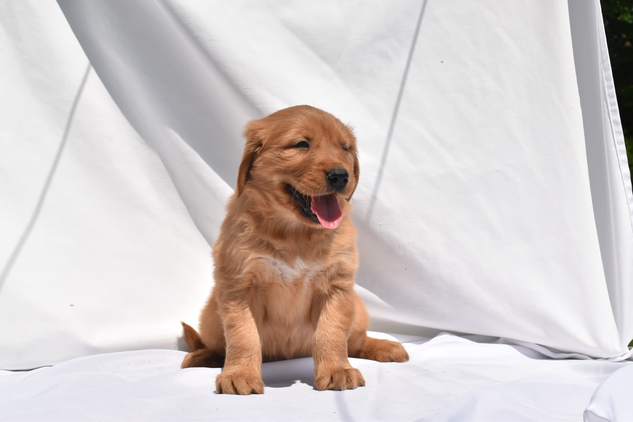 Golden Retriever puppy