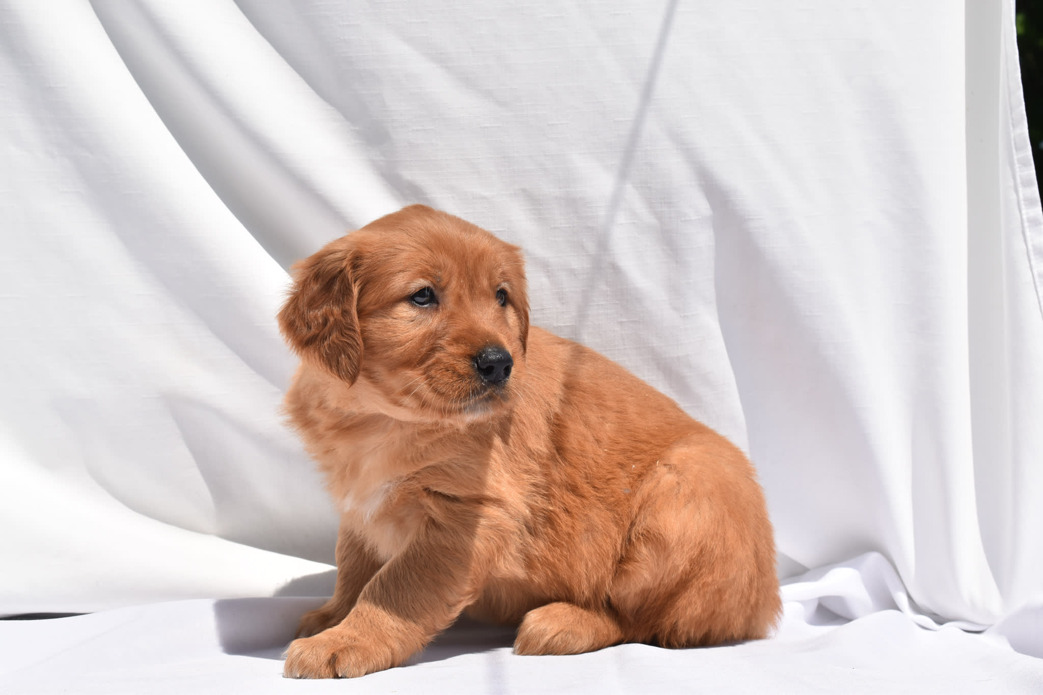 Golden Retriever puppy