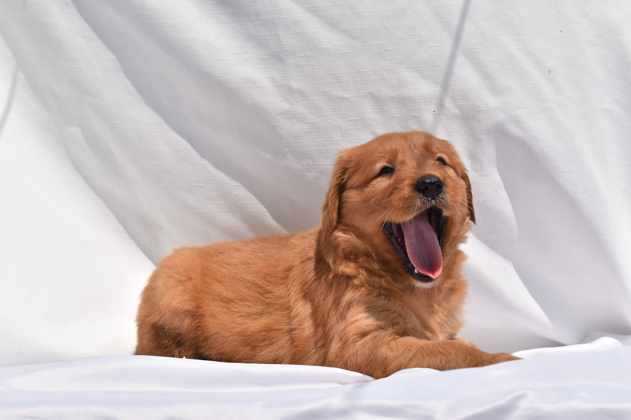 Golden Retriever puppy