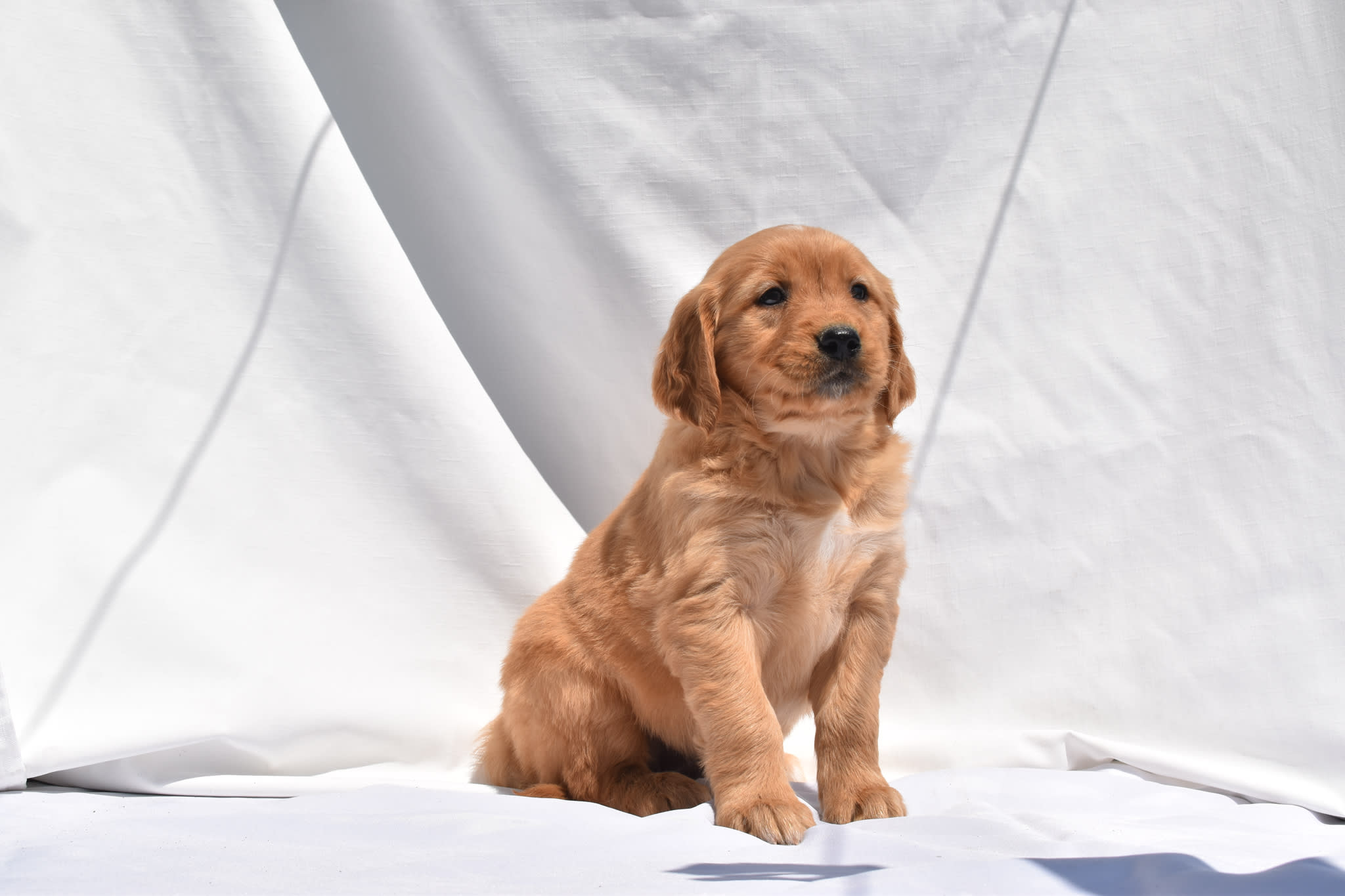 Golden Retriever puppy