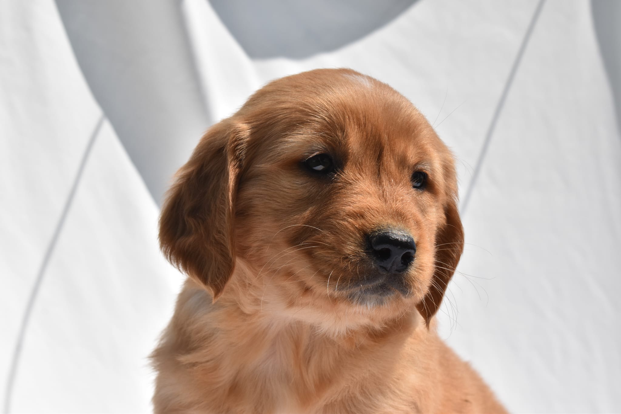 Golden Retriever puppy