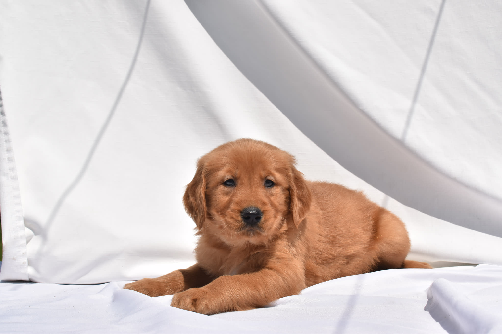 Golden Retriever puppy