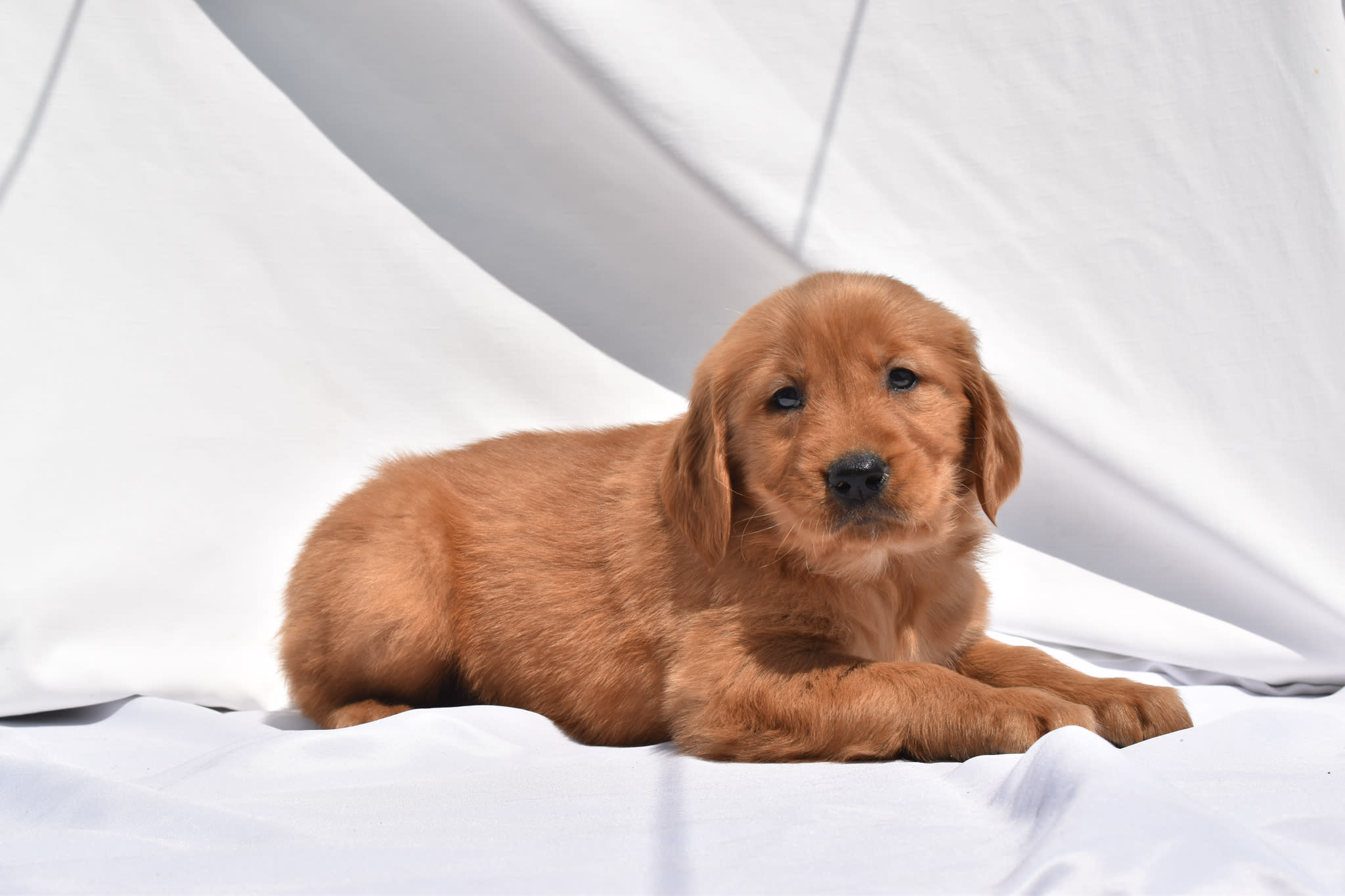 Golden Retriever puppy