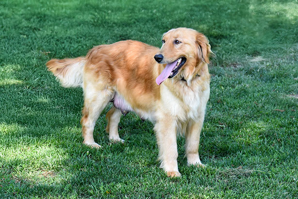 Golden Retriever female