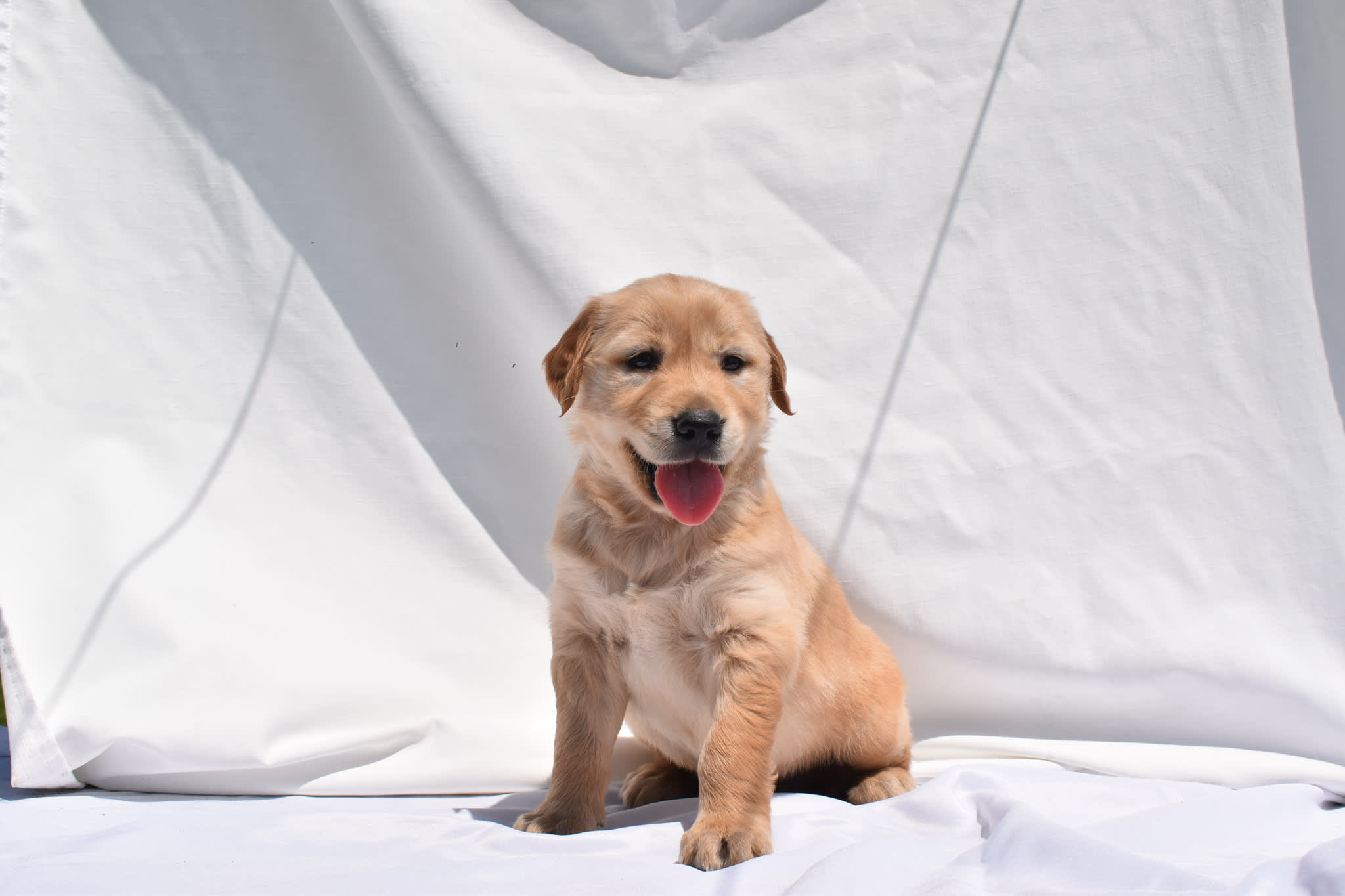 Golden Retriever puppy