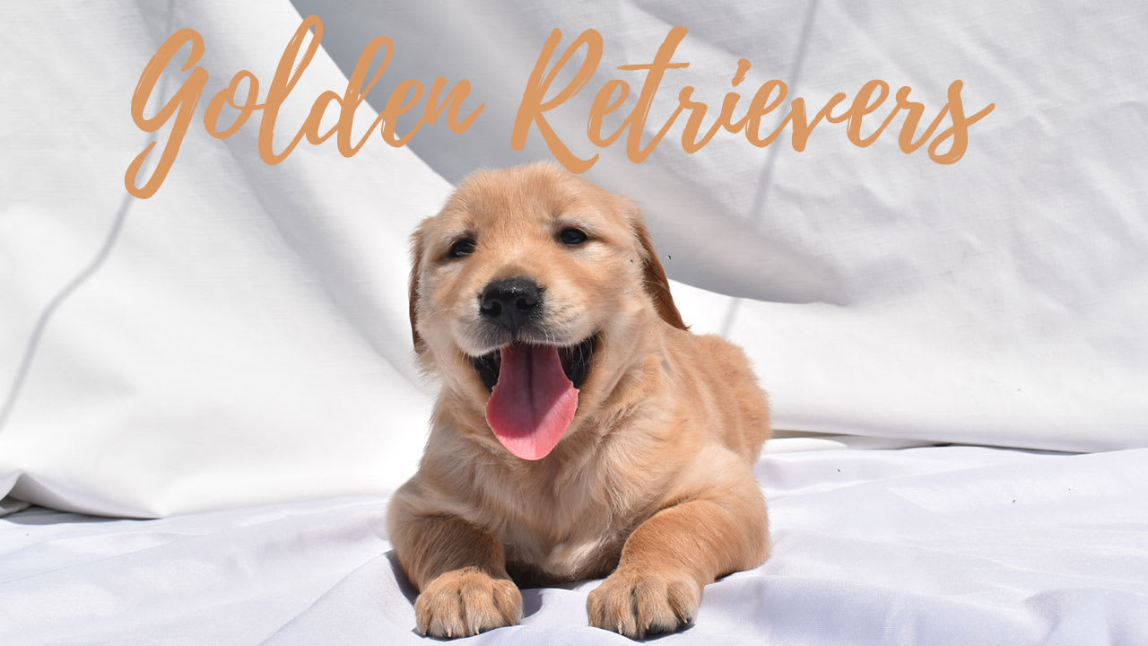 A group of Golden Retriever puppies