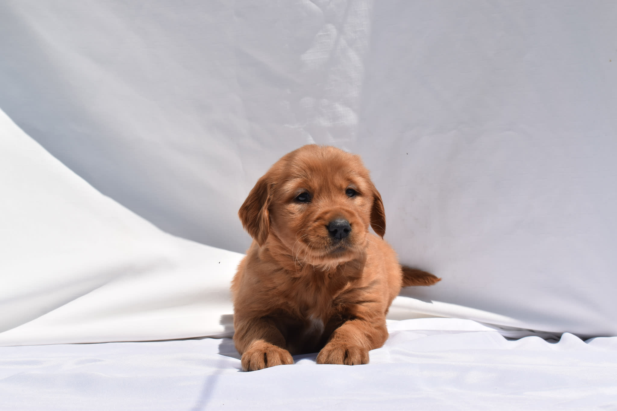 Golden Retriever puppy
