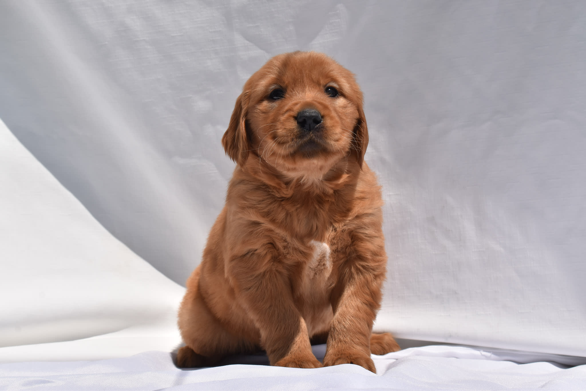 Golden Retriever puppy