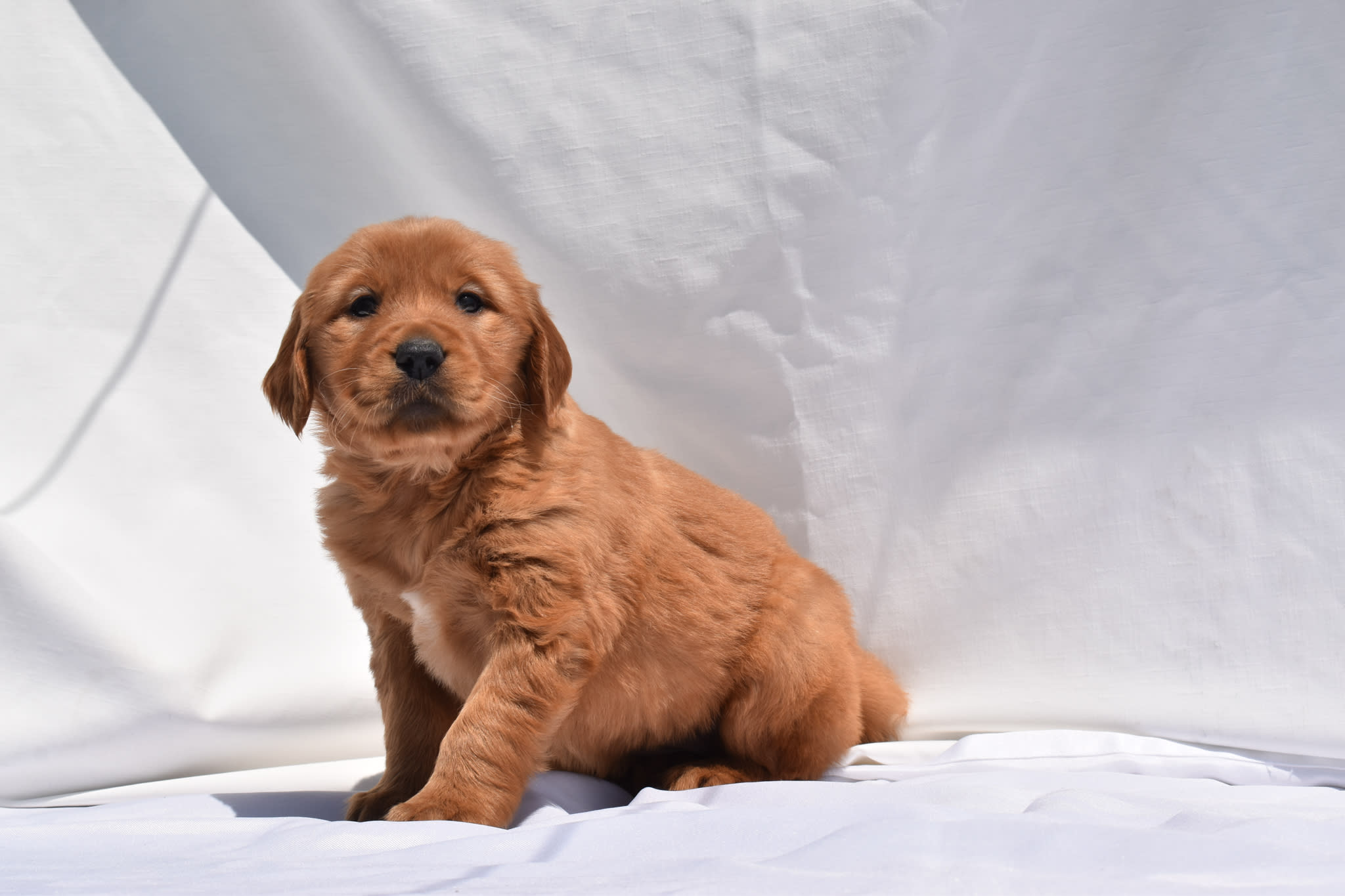 Golden Retriever puppy