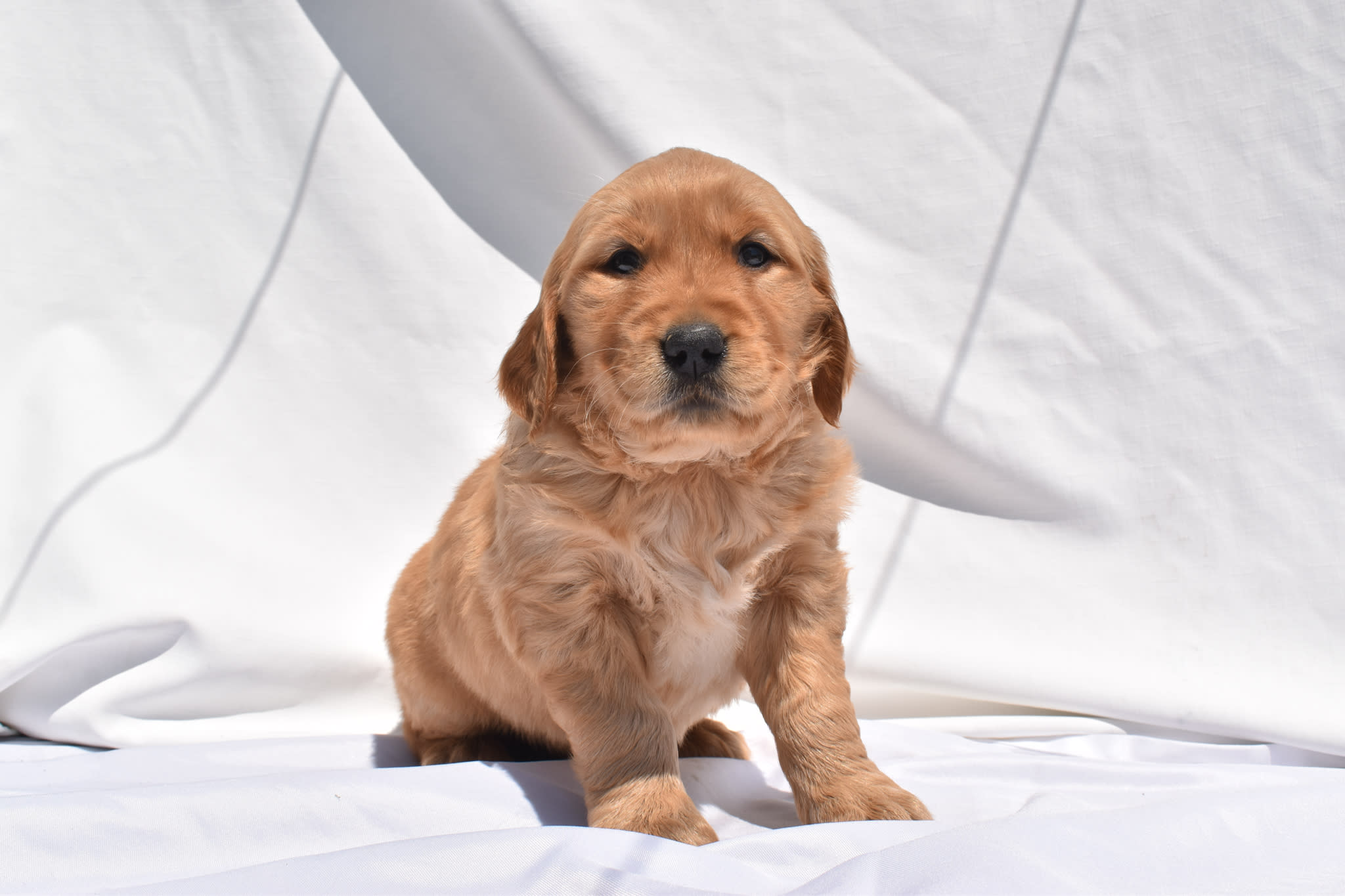 Golden Retriever puppy