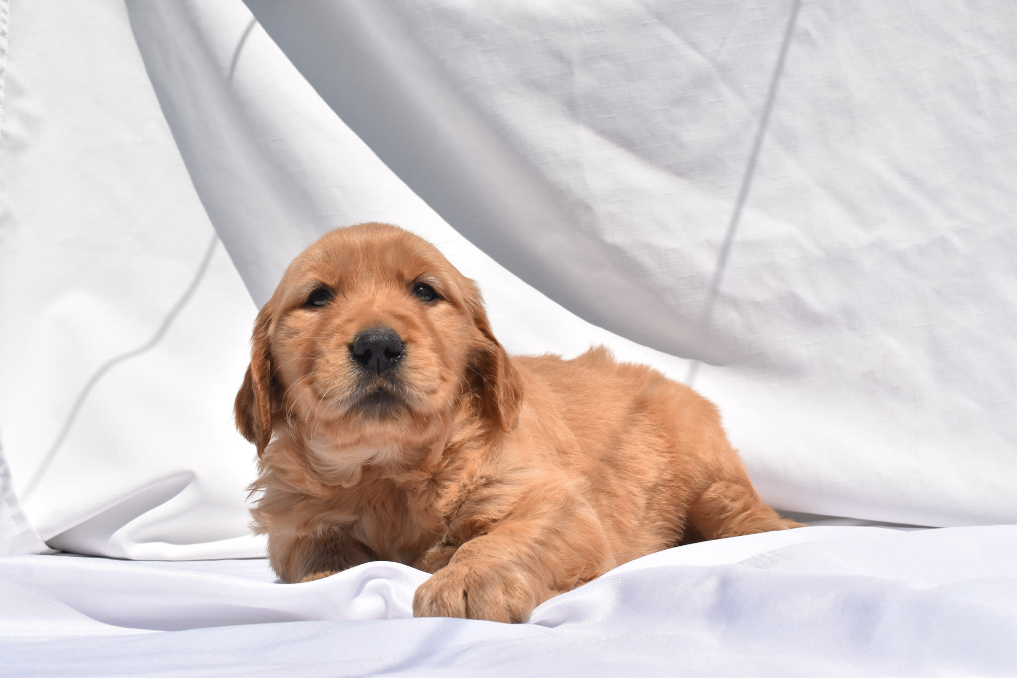 Golden Retriever puppy