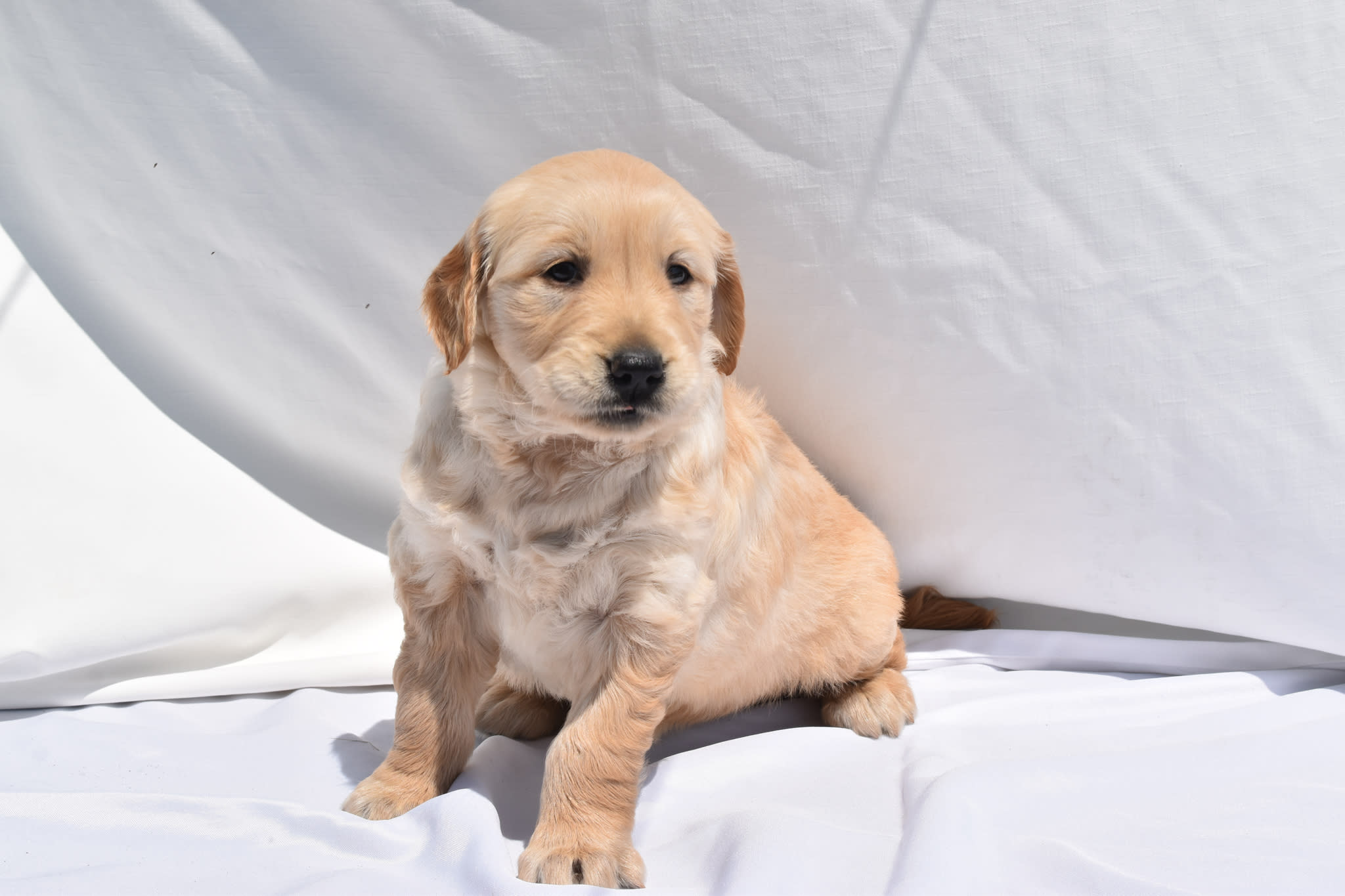 Golden Retriever puppy