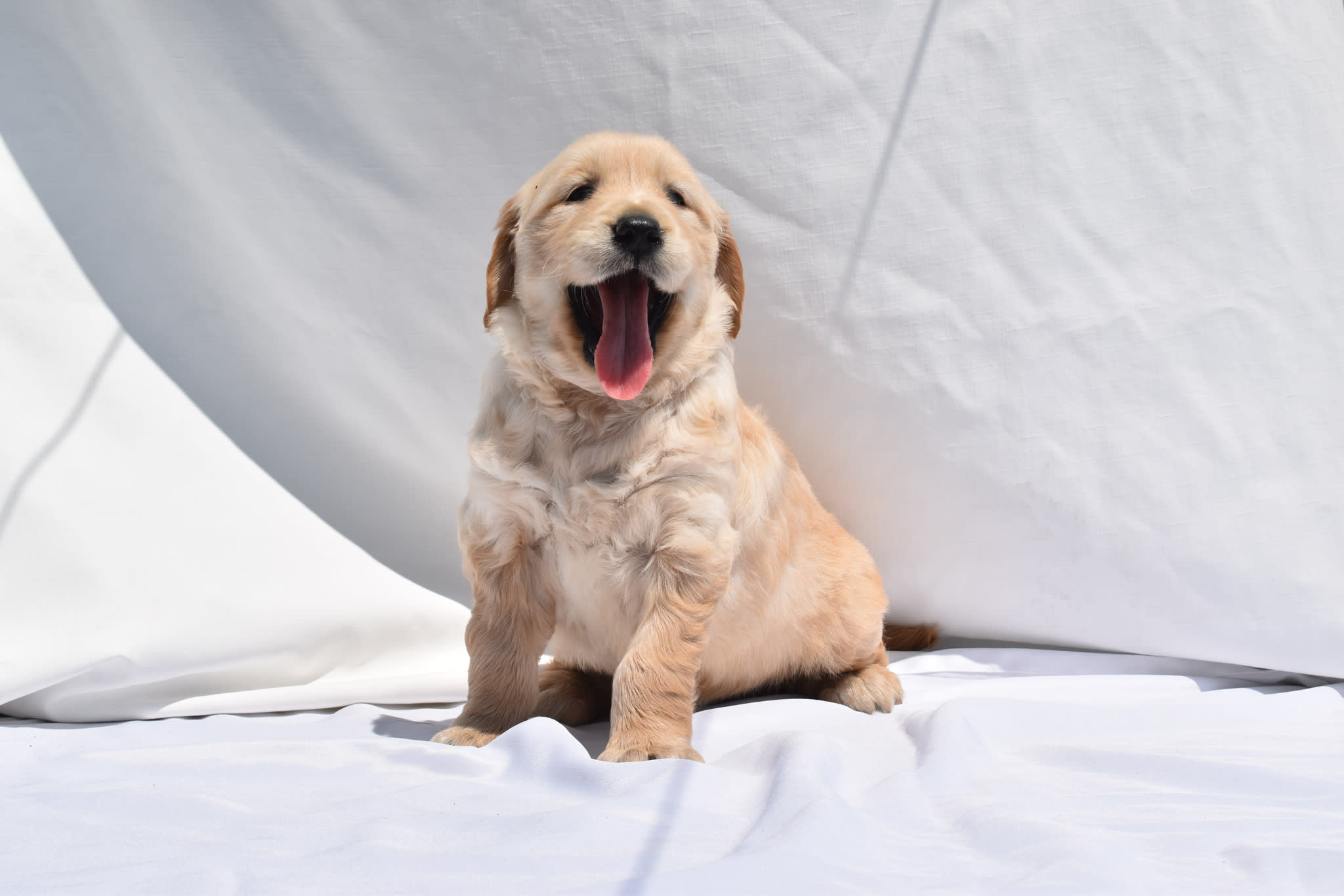 Golden Retriever puppy