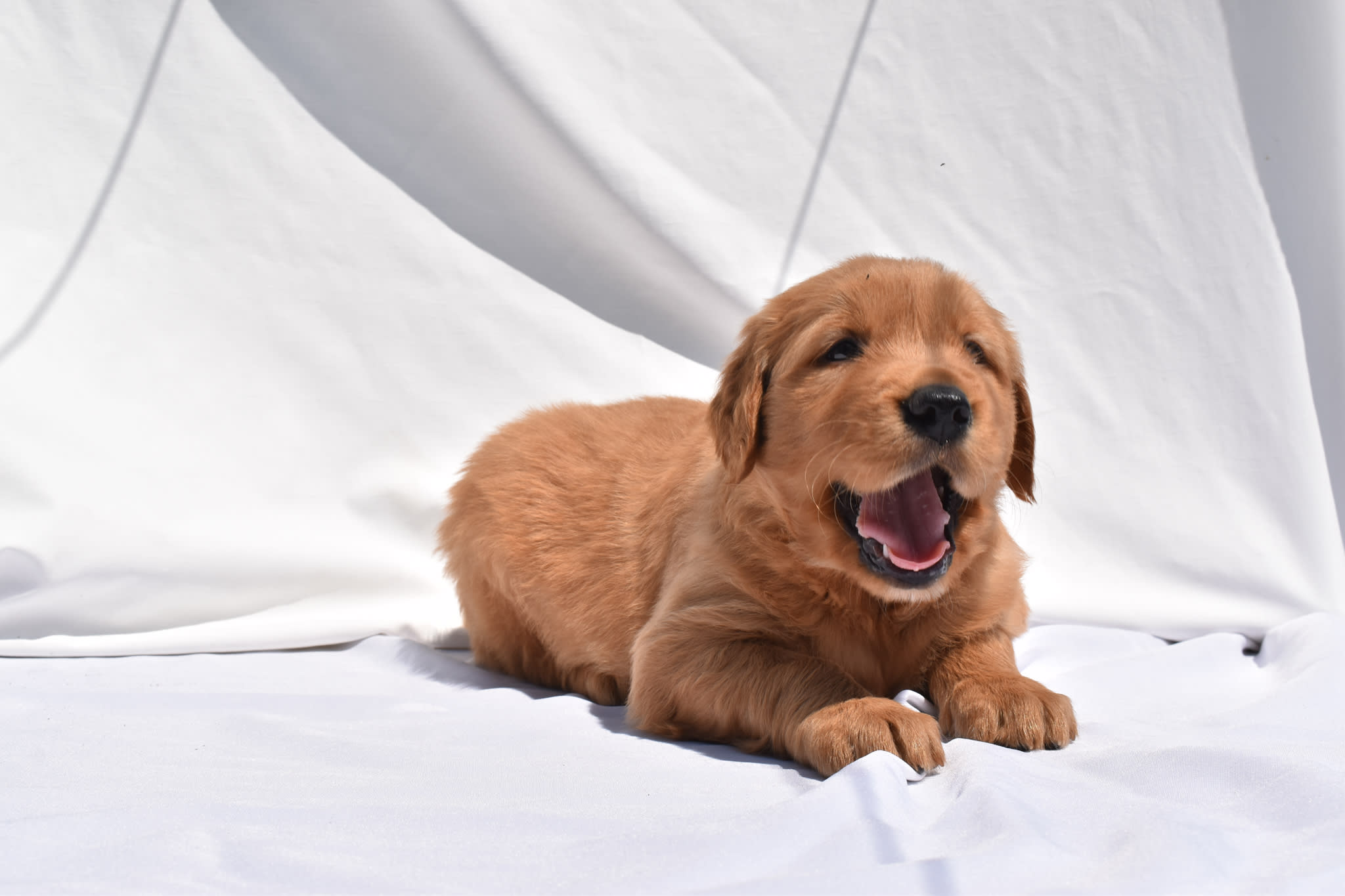 Golden Retriever puppy