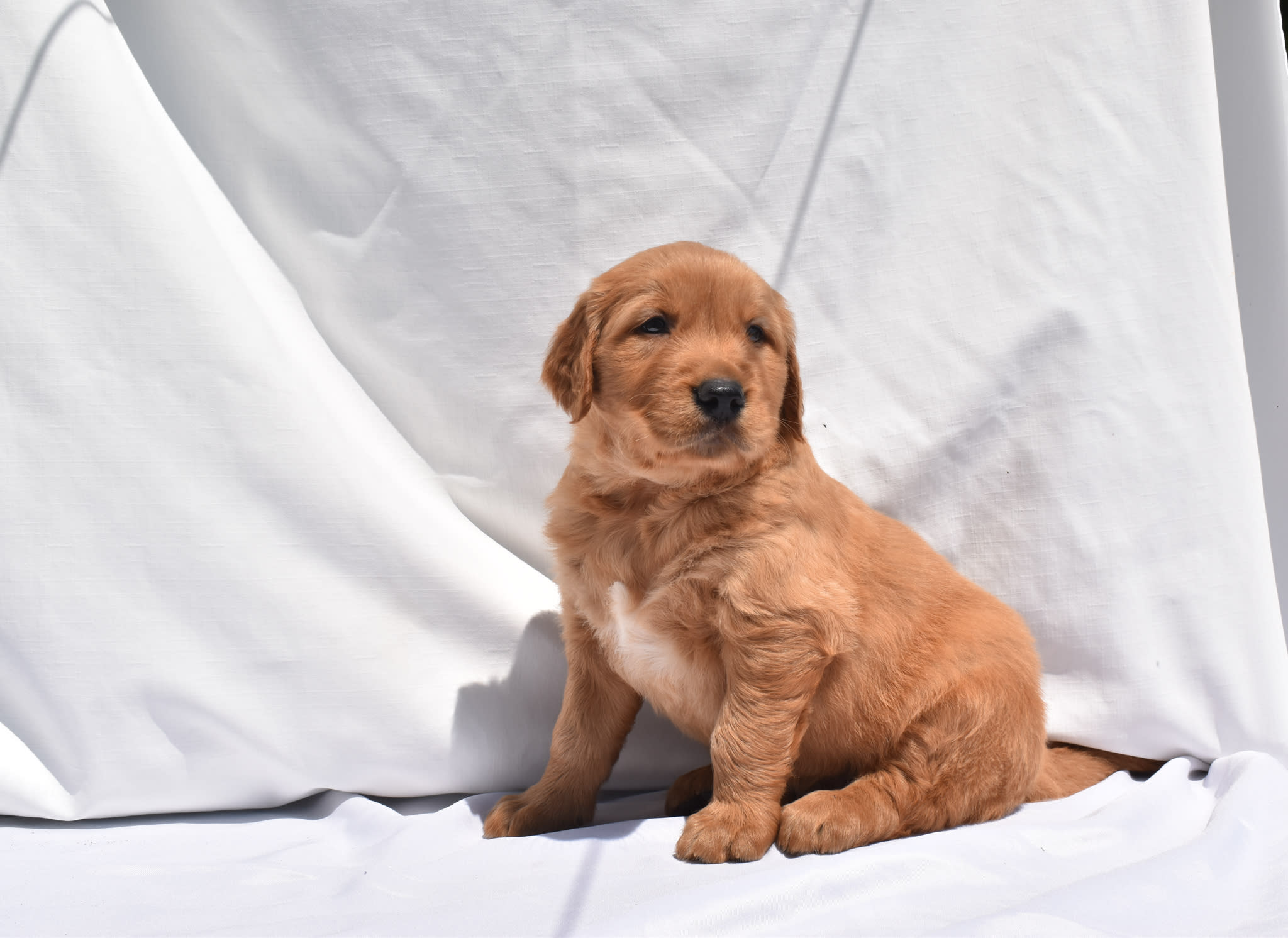 Golden Retriever puppy