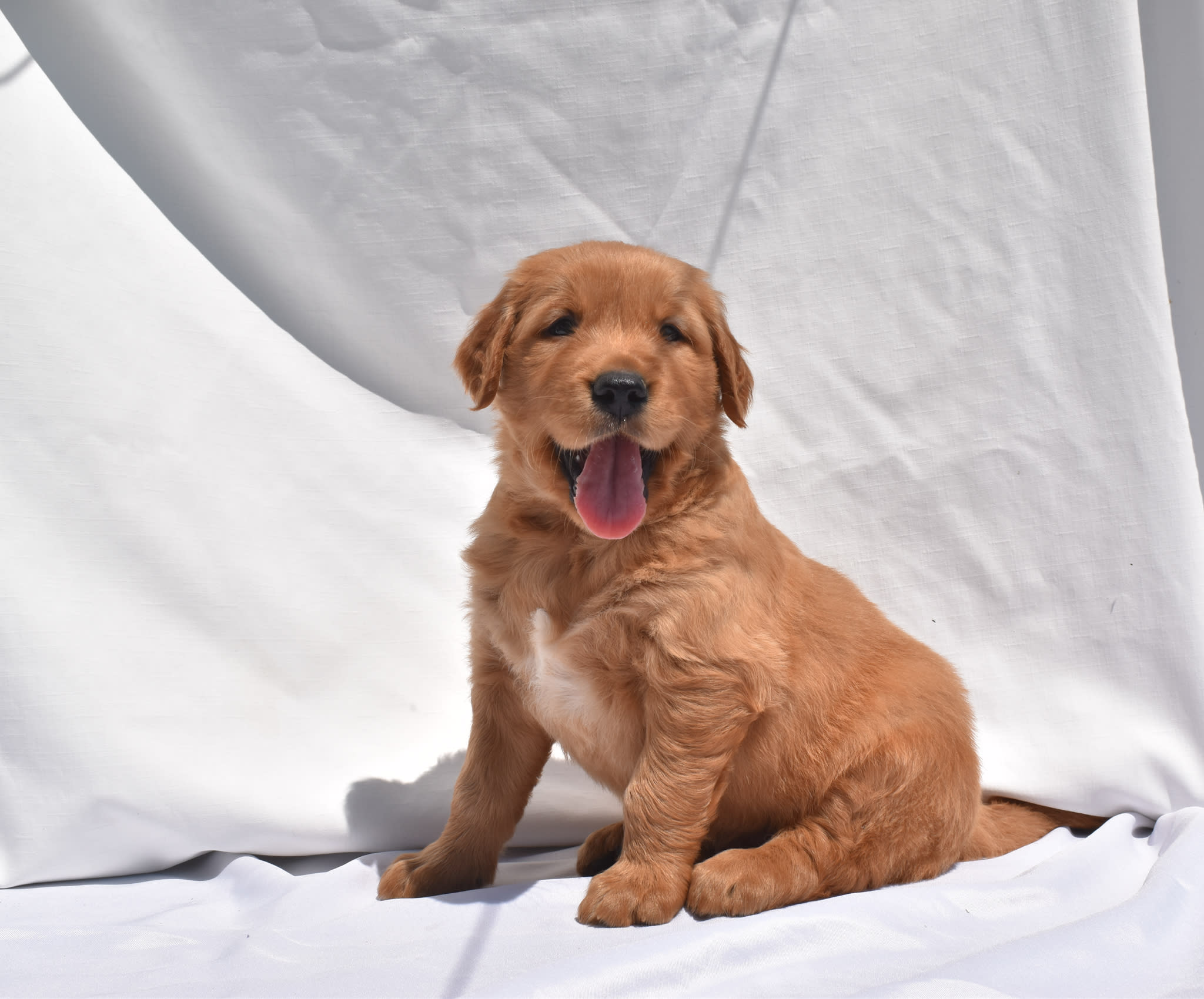 Golden Retriever puppy
