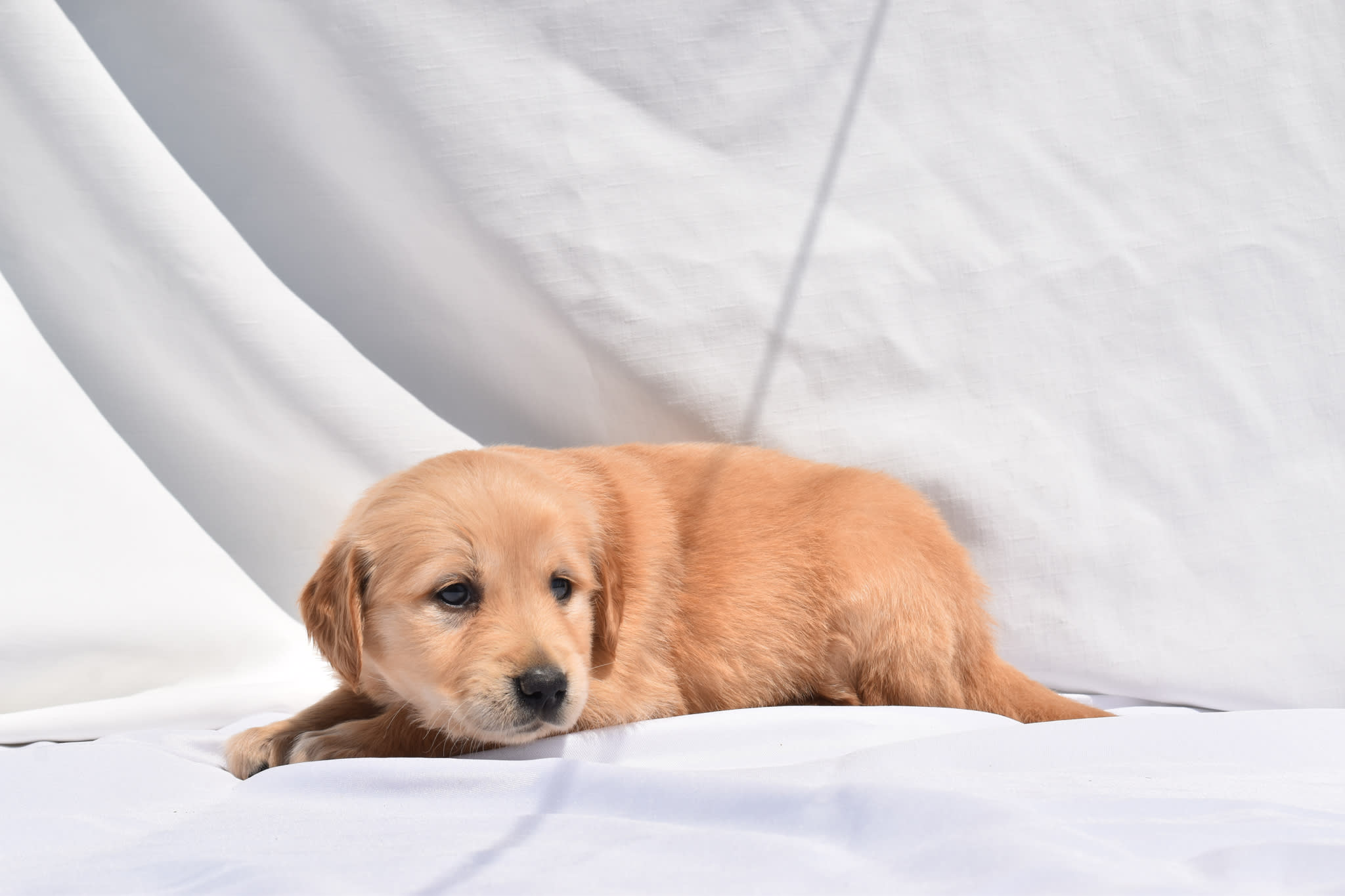 Golden Retriever puppy