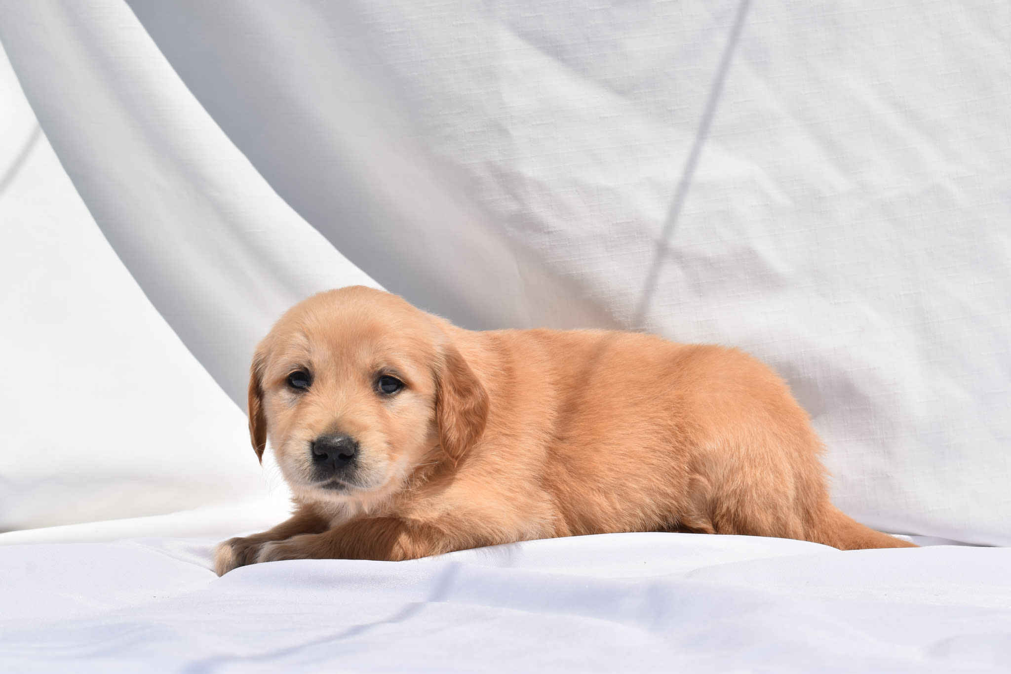 Golden Retriever puppy