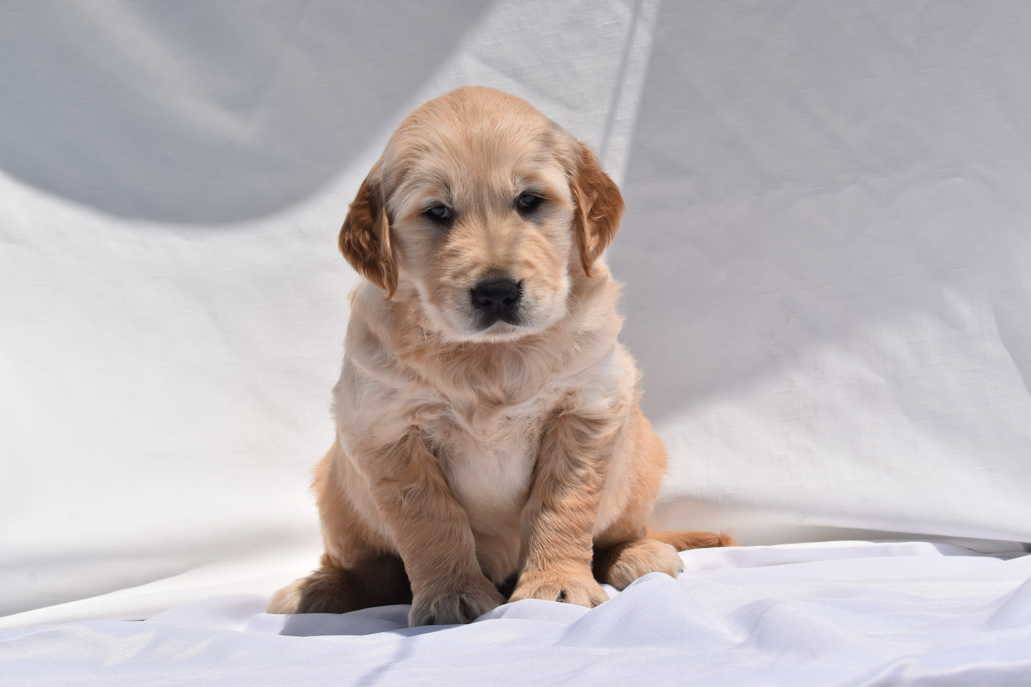 Golden Retriever puppy