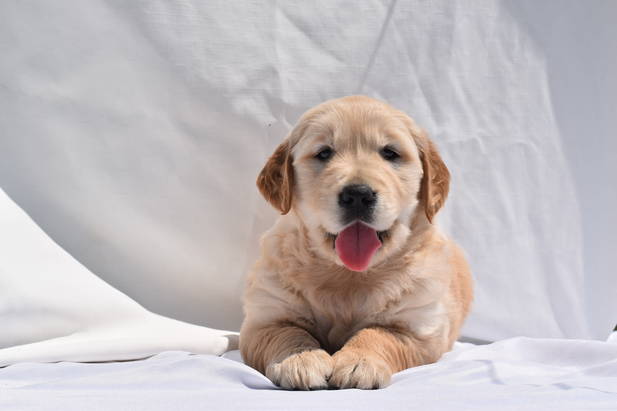Golden Retriever puppy