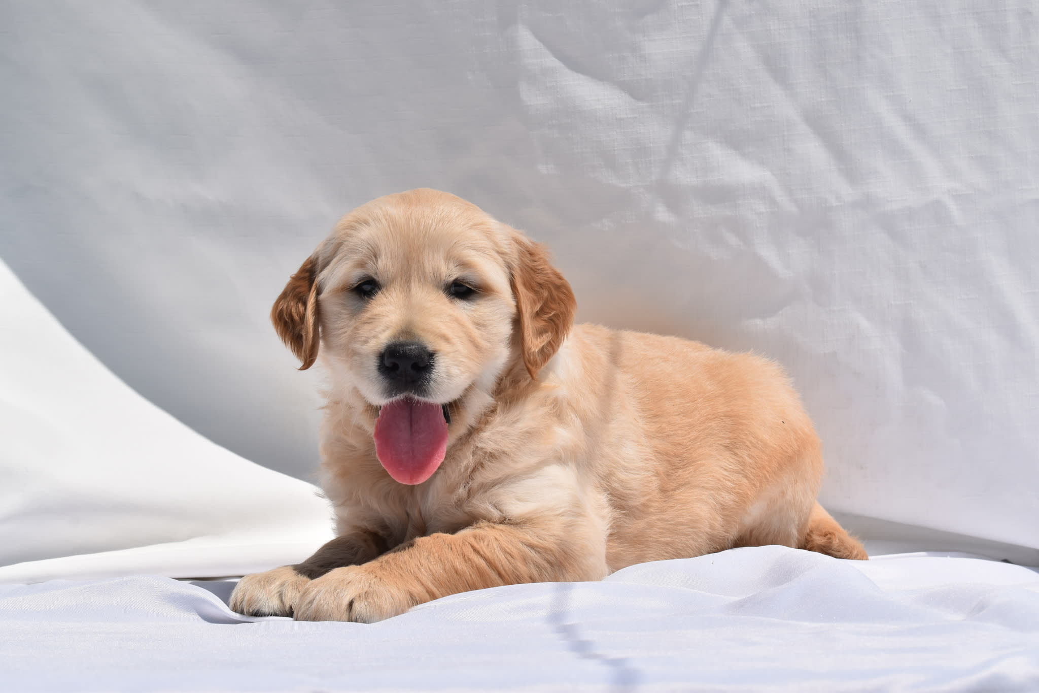 Golden Retriever puppy