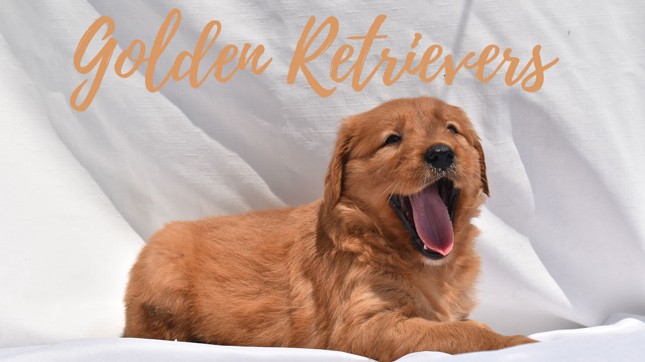 A group of Golden Retriever puppies
