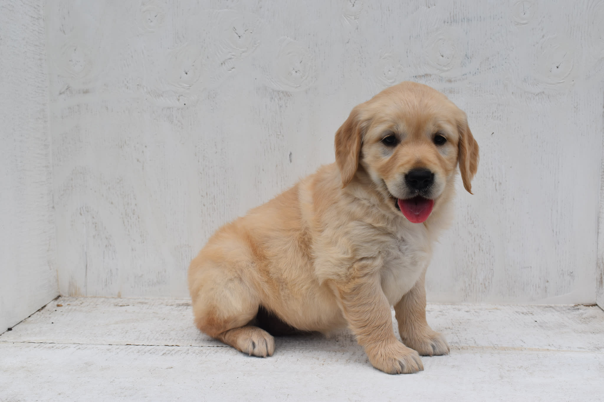 Golden Retriever puppy