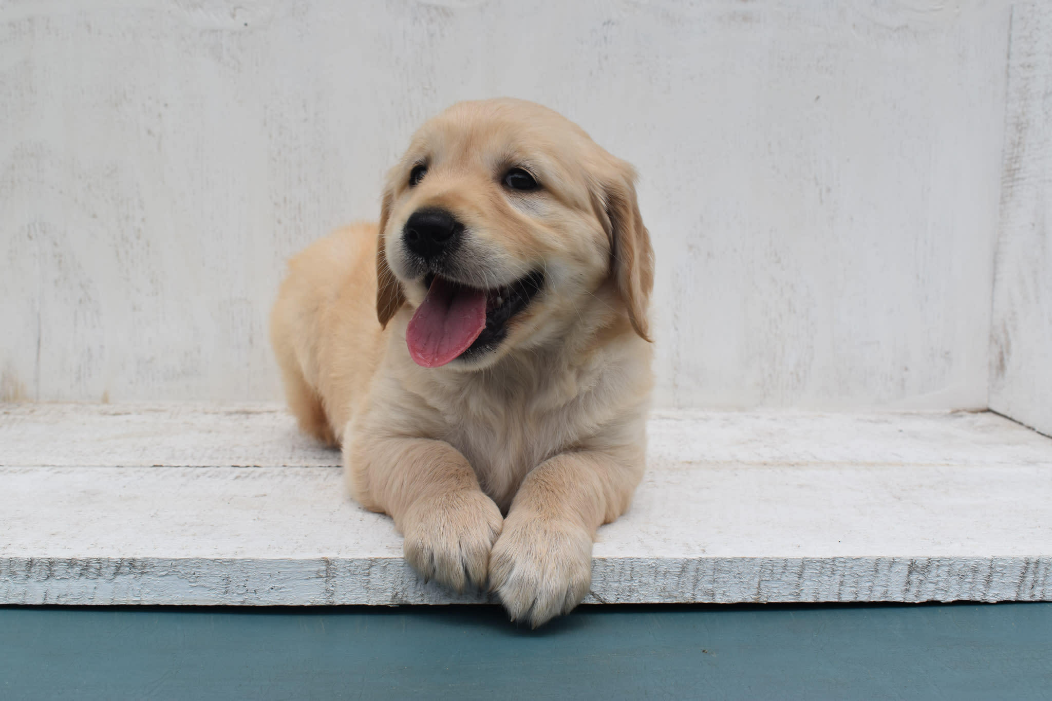 Golden Retriever puppy