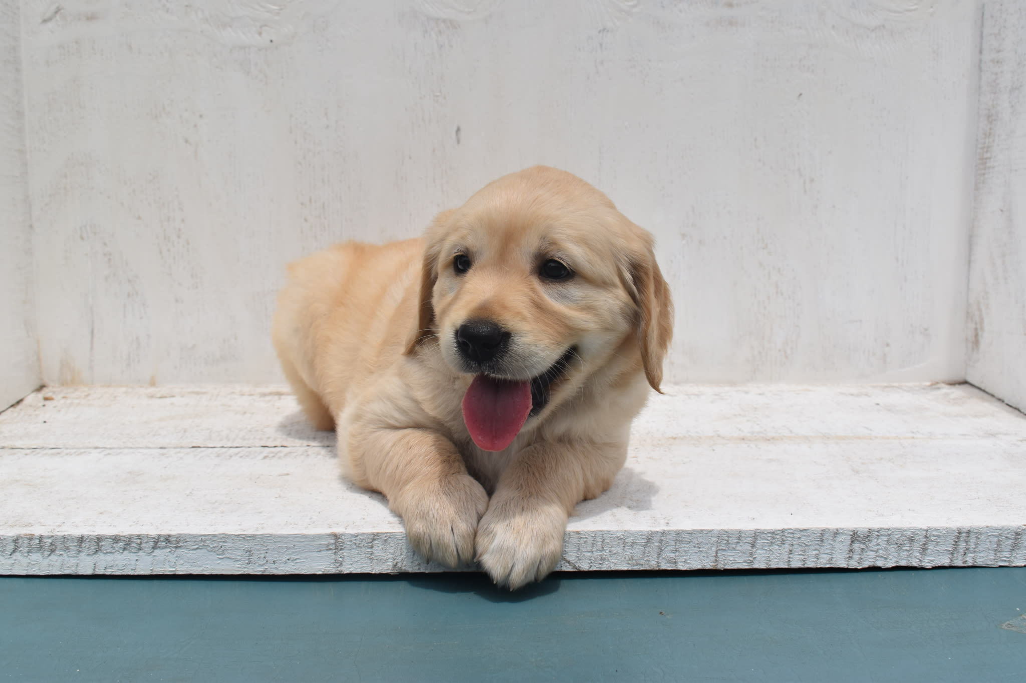 Golden Retriever puppy