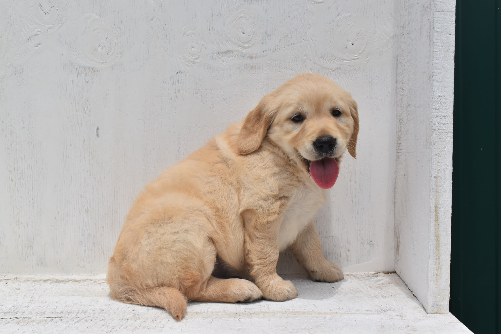 Golden Retriever puppy
