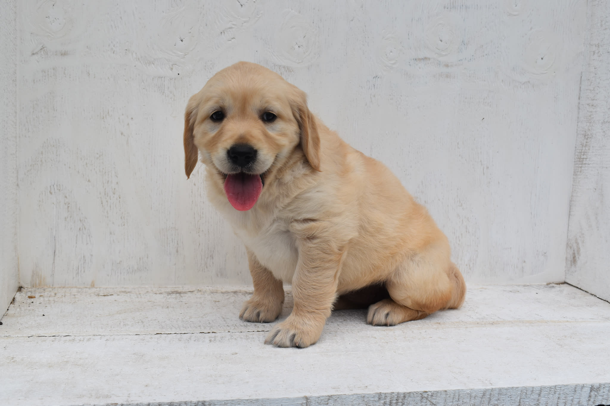 Golden Retriever puppy