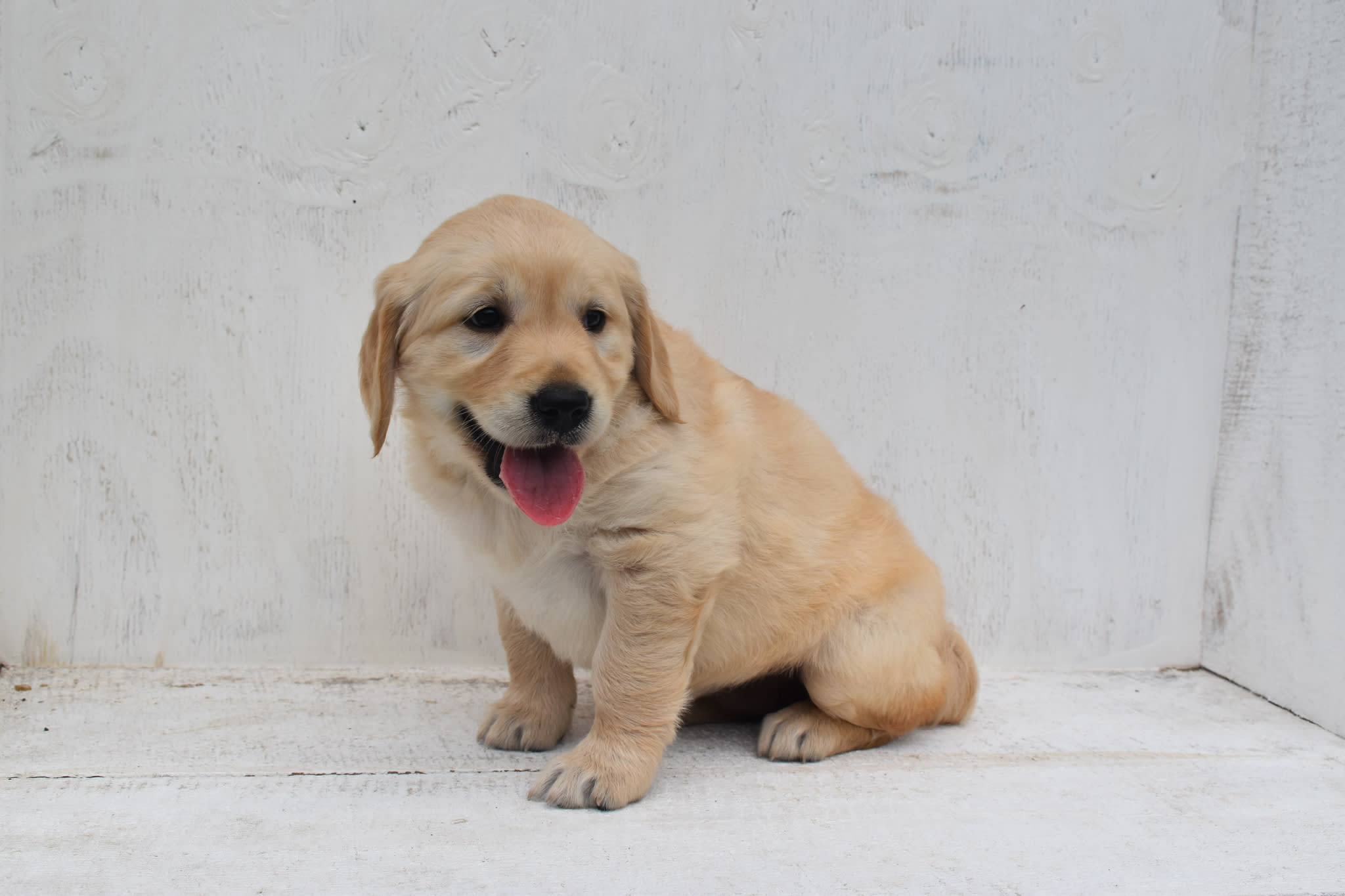 Golden Retriever puppy