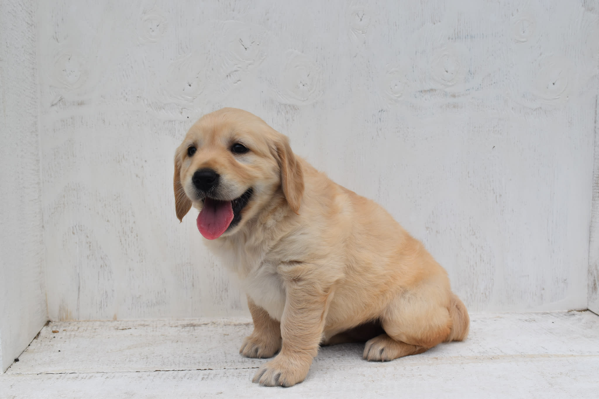 Golden Retriever puppy