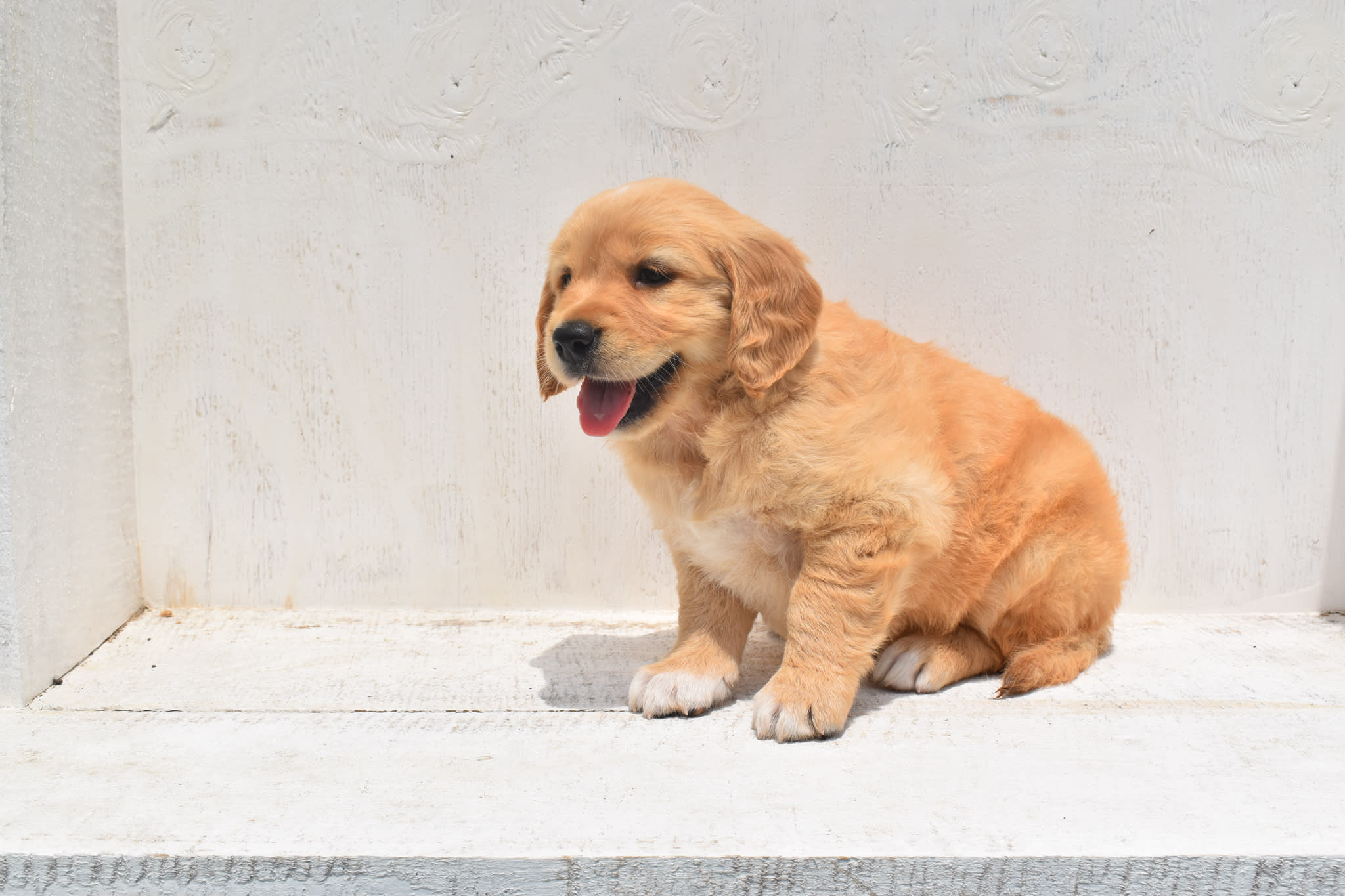 Golden Retriever puppy