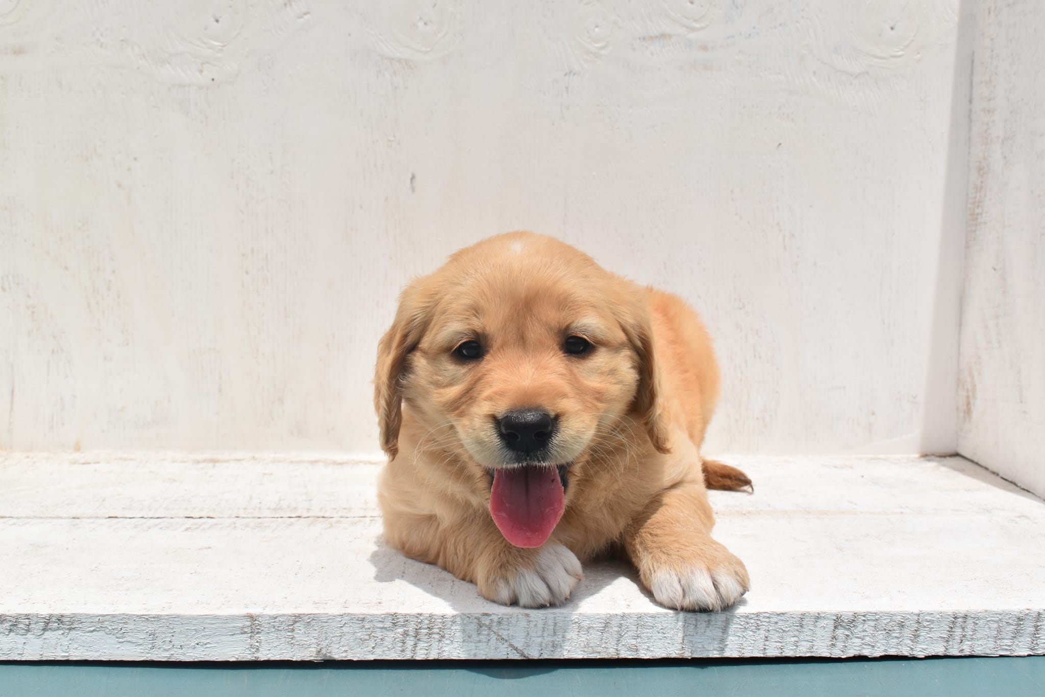 Golden Retriever puppy
