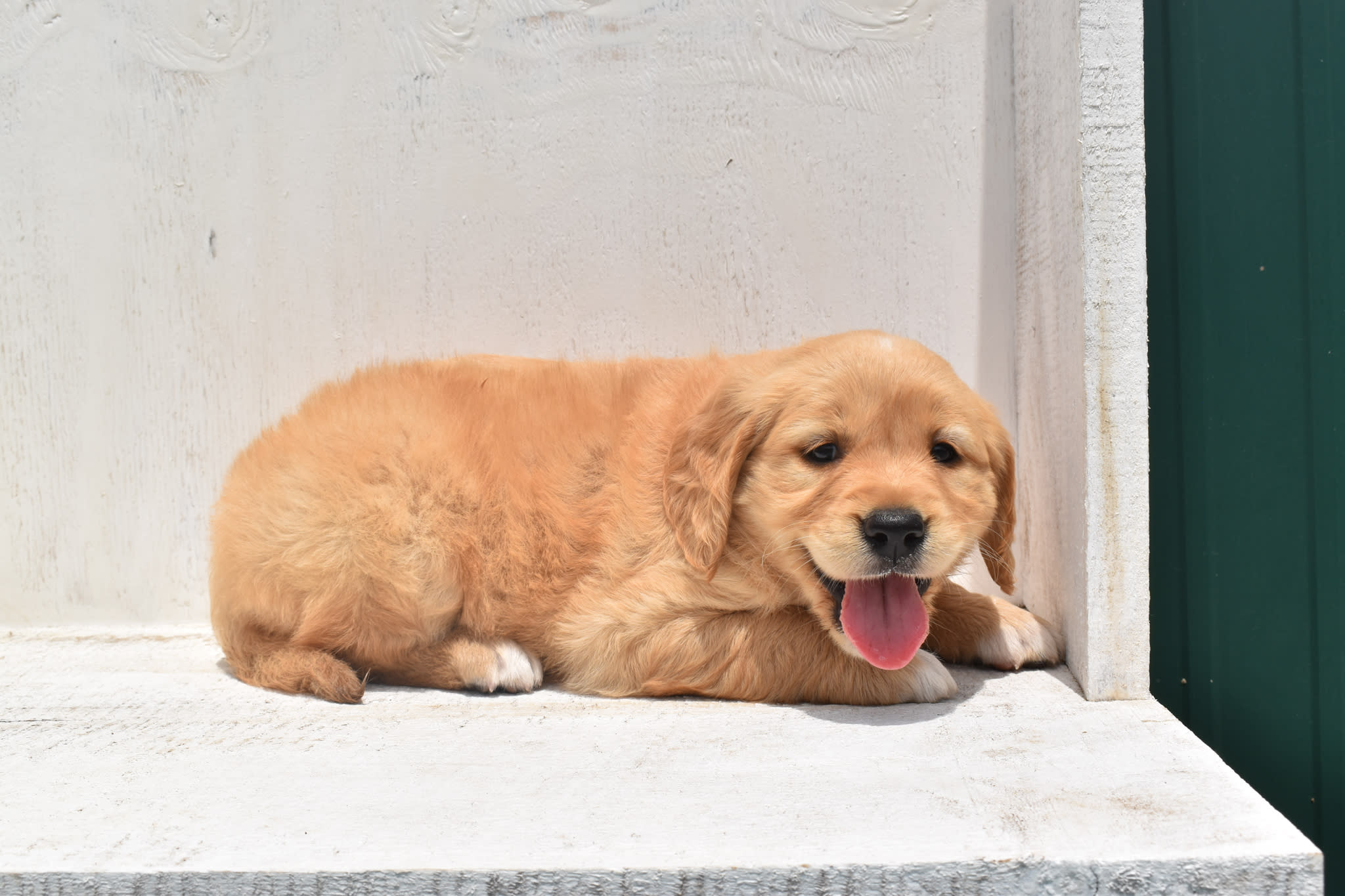Golden Retriever puppy